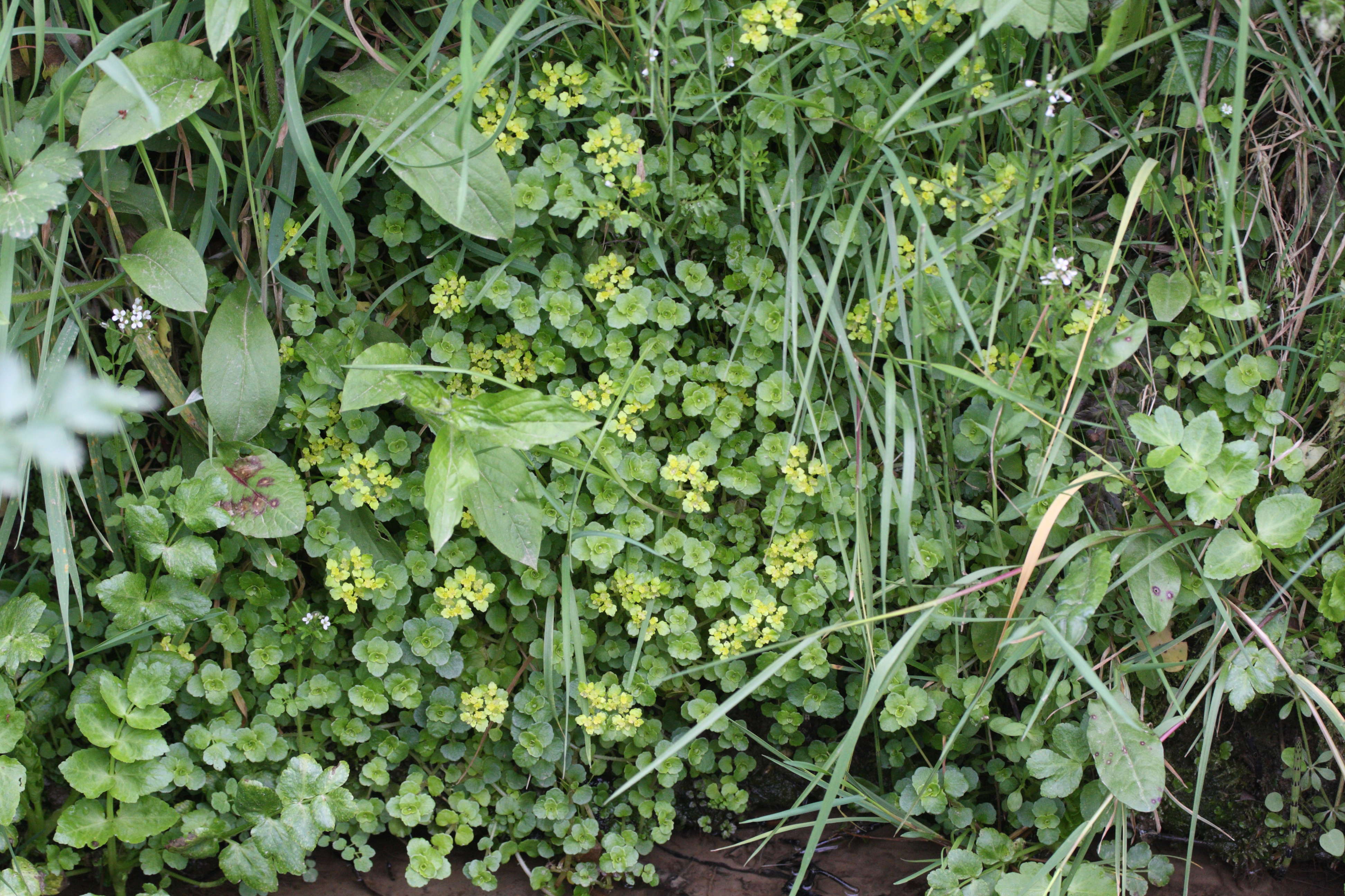 Afficher le média chrysosplenium_oppositifolium1md chrysosplenium_oppositifolium1md