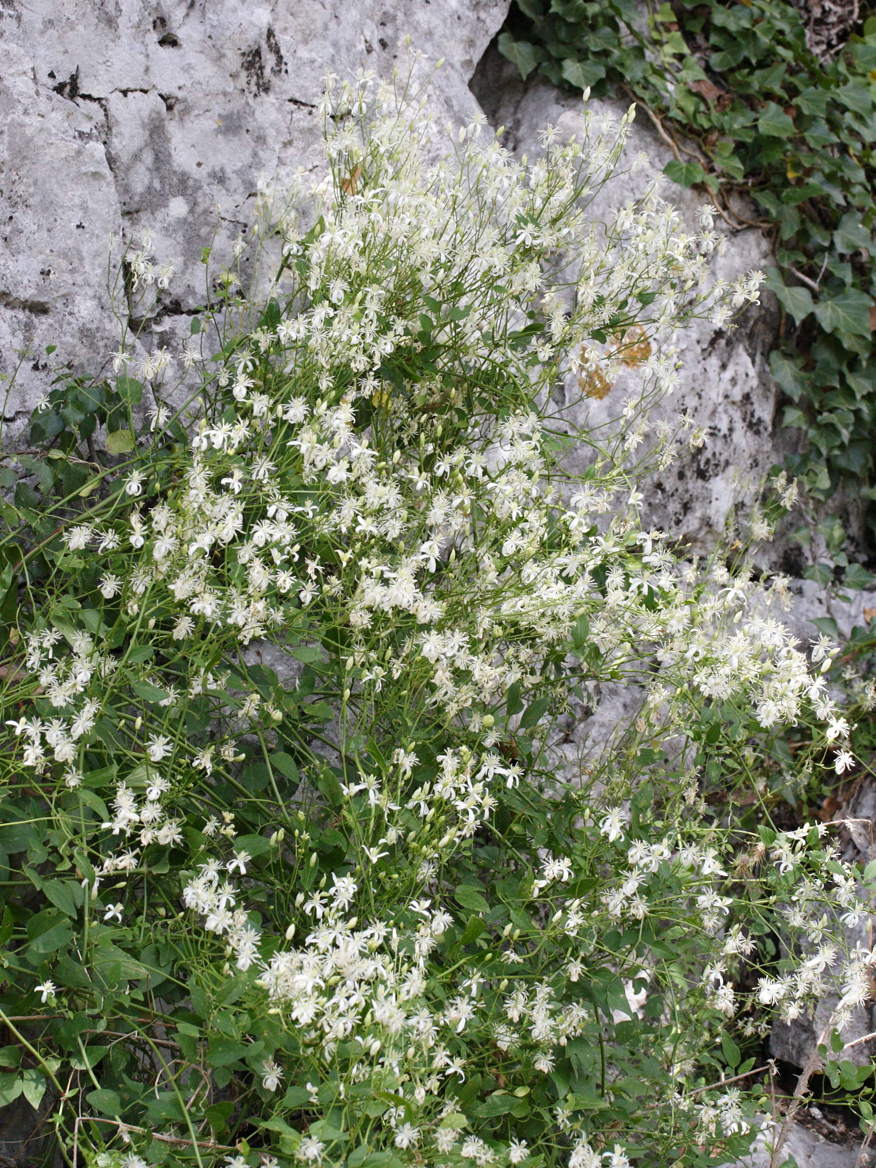 clematis_flammula3md