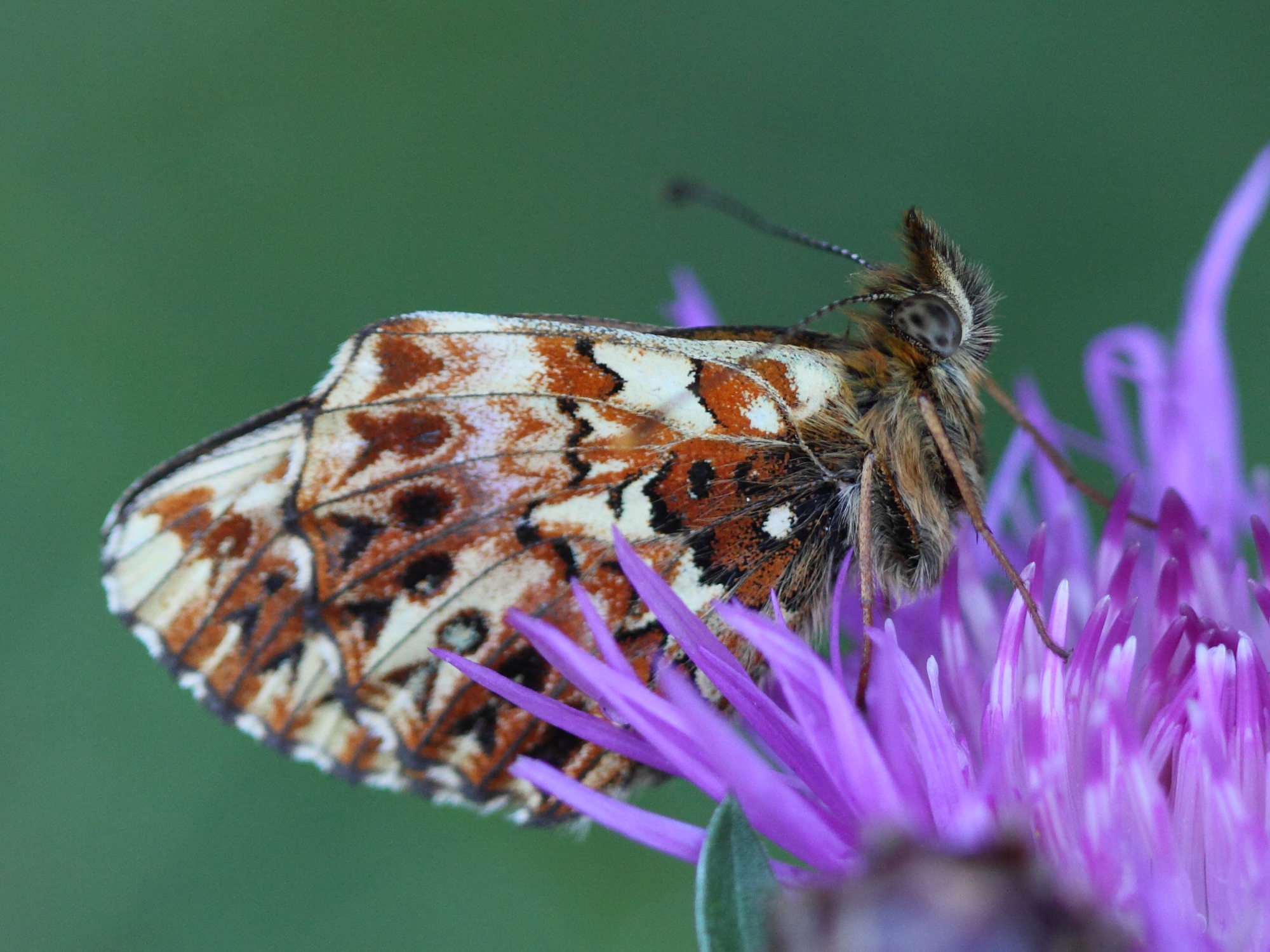 clossiana_titania1bd