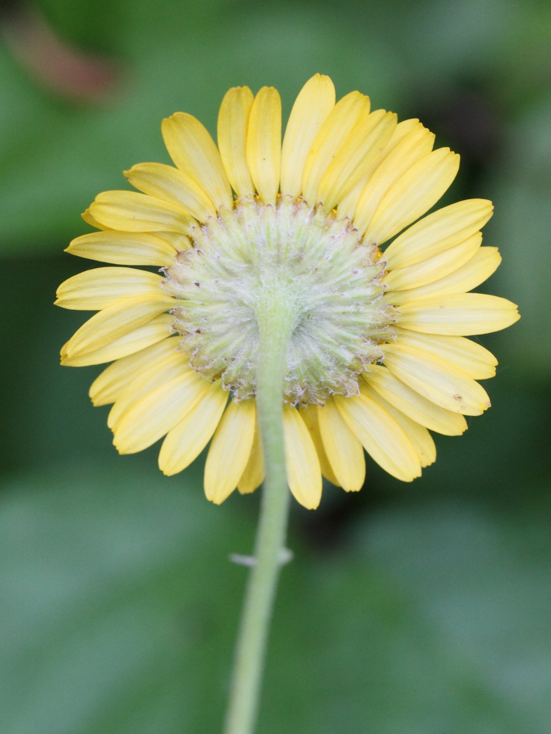 Afficher le média cota_tinctoria2bmd cota_tinctoria2bmd