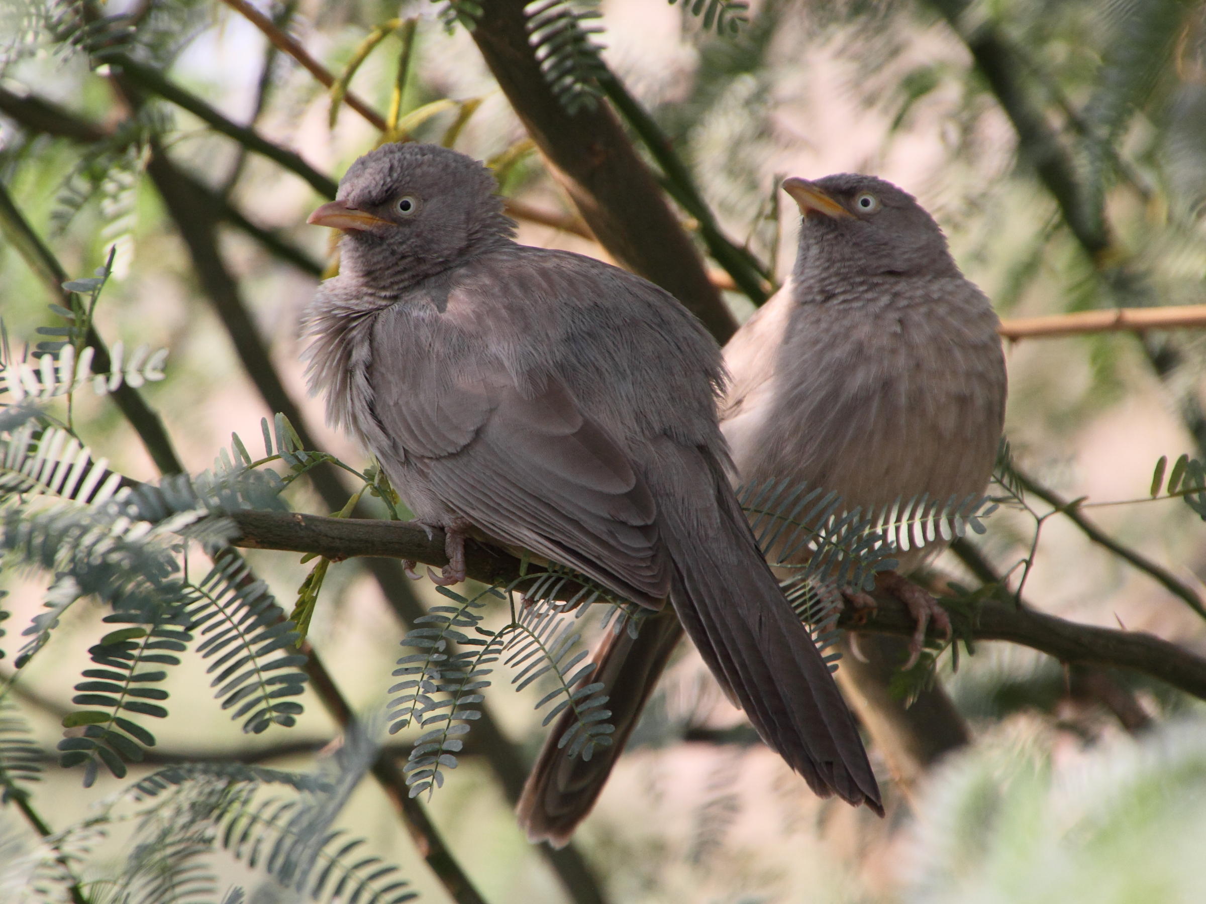 craterope_de_brousse_-_turdoides_striata1md