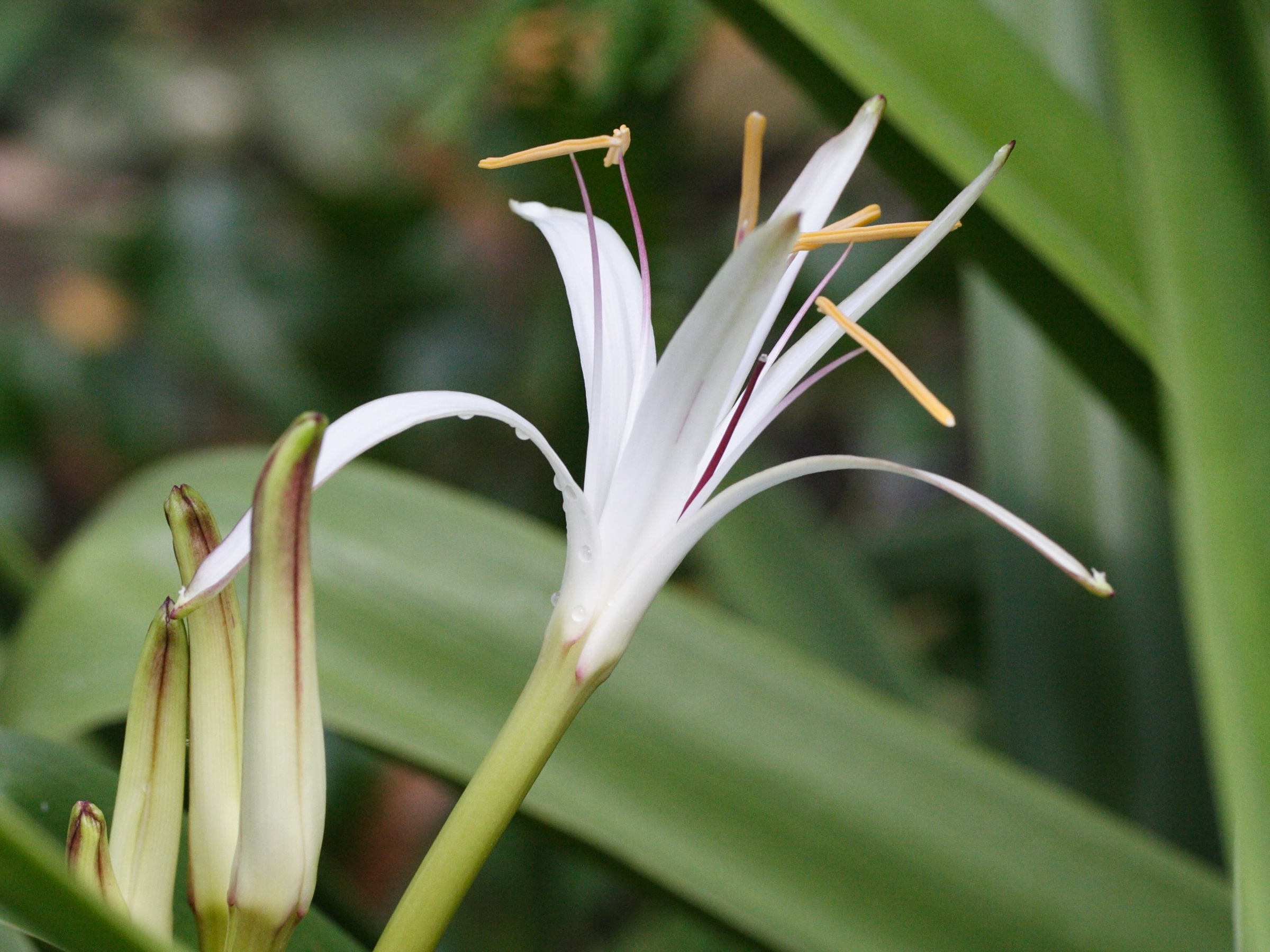crinum_mauritianum2md