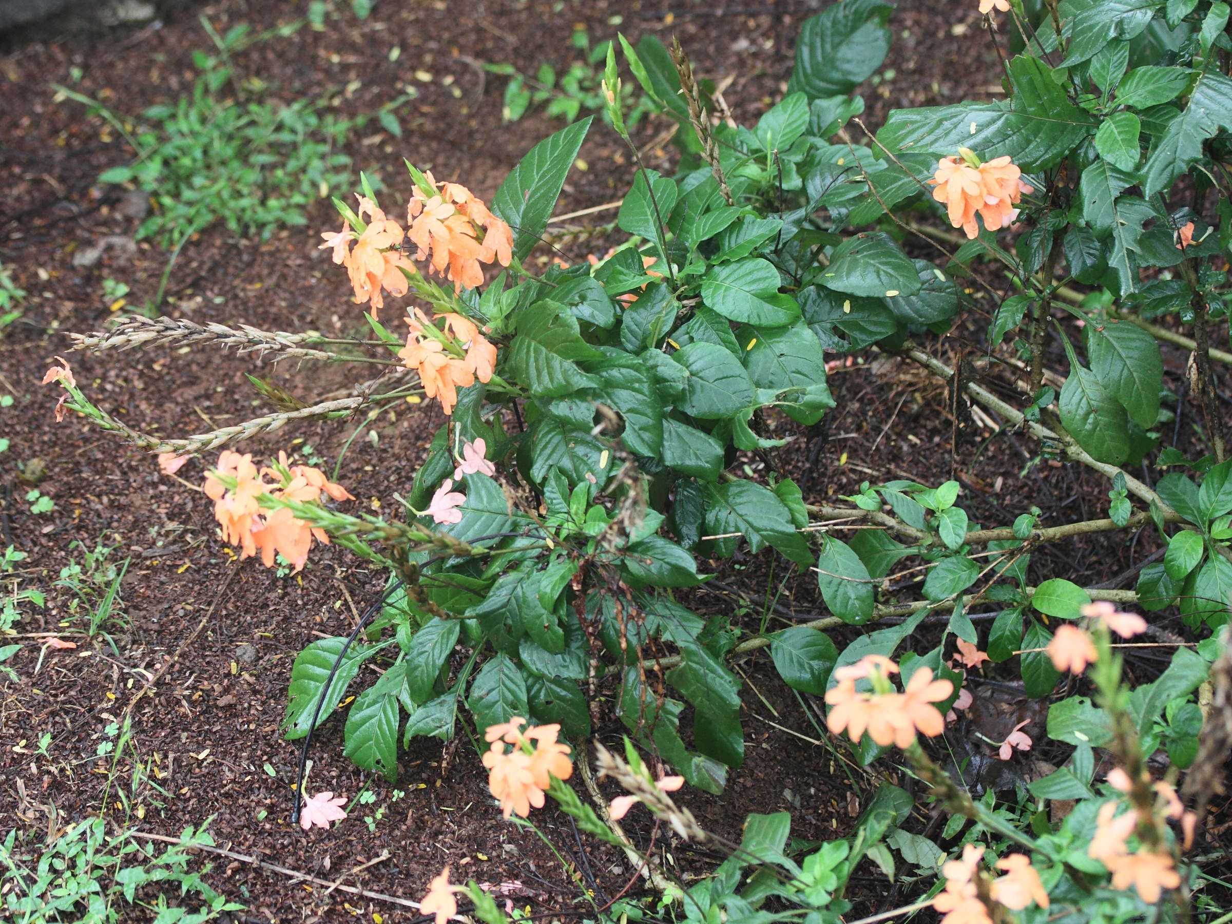 crossandra_puberula1md