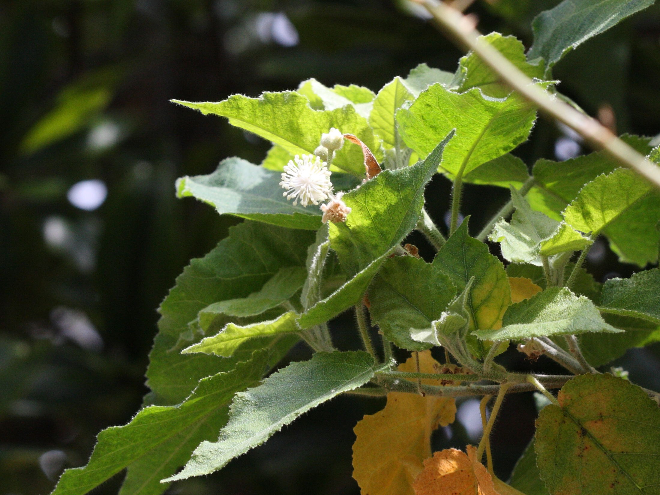 croton_mauritianus1bbd