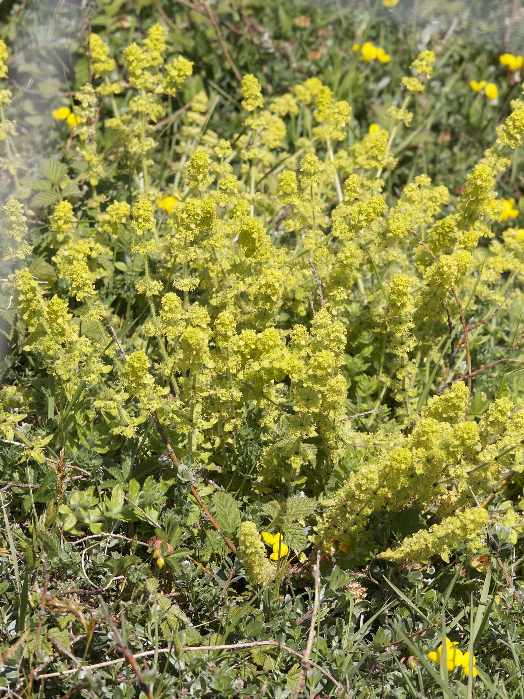 Afficher le média cruciata_laevipes5bd cruciata_laevipes5bd