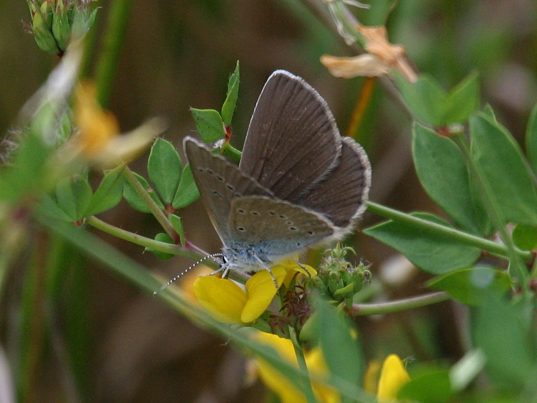 cyaniris_semiargus1bd