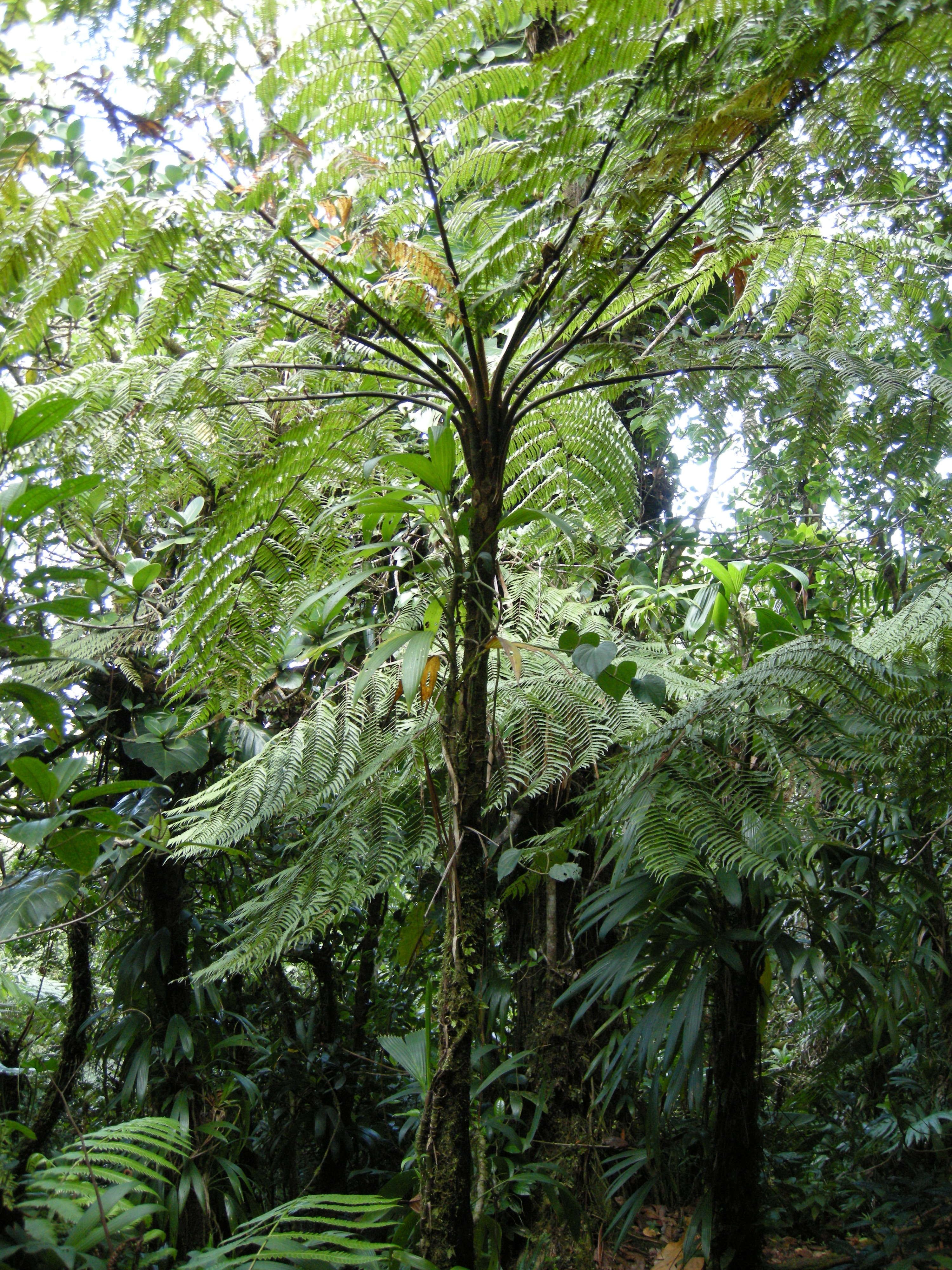 Afficher le média Cyathaea_muricata Cyathaea_muricata