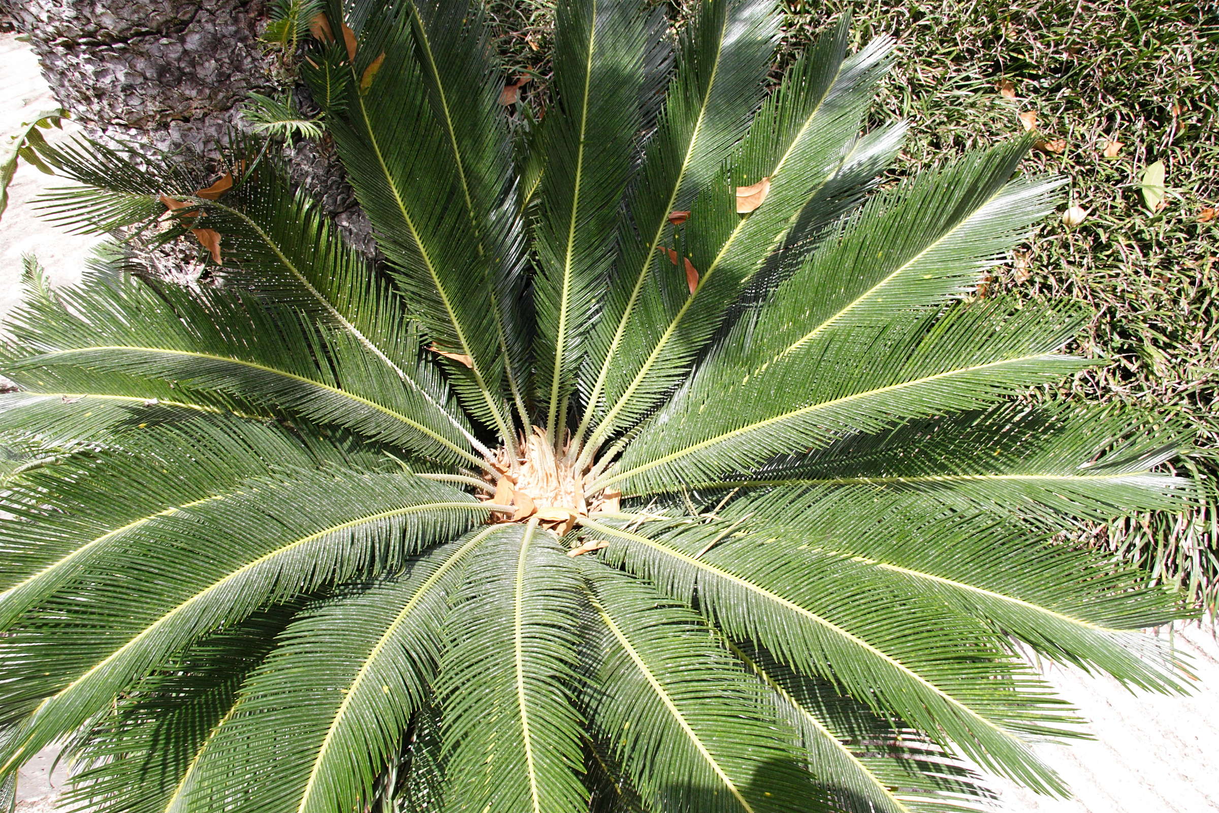 cycas_revoluta3md