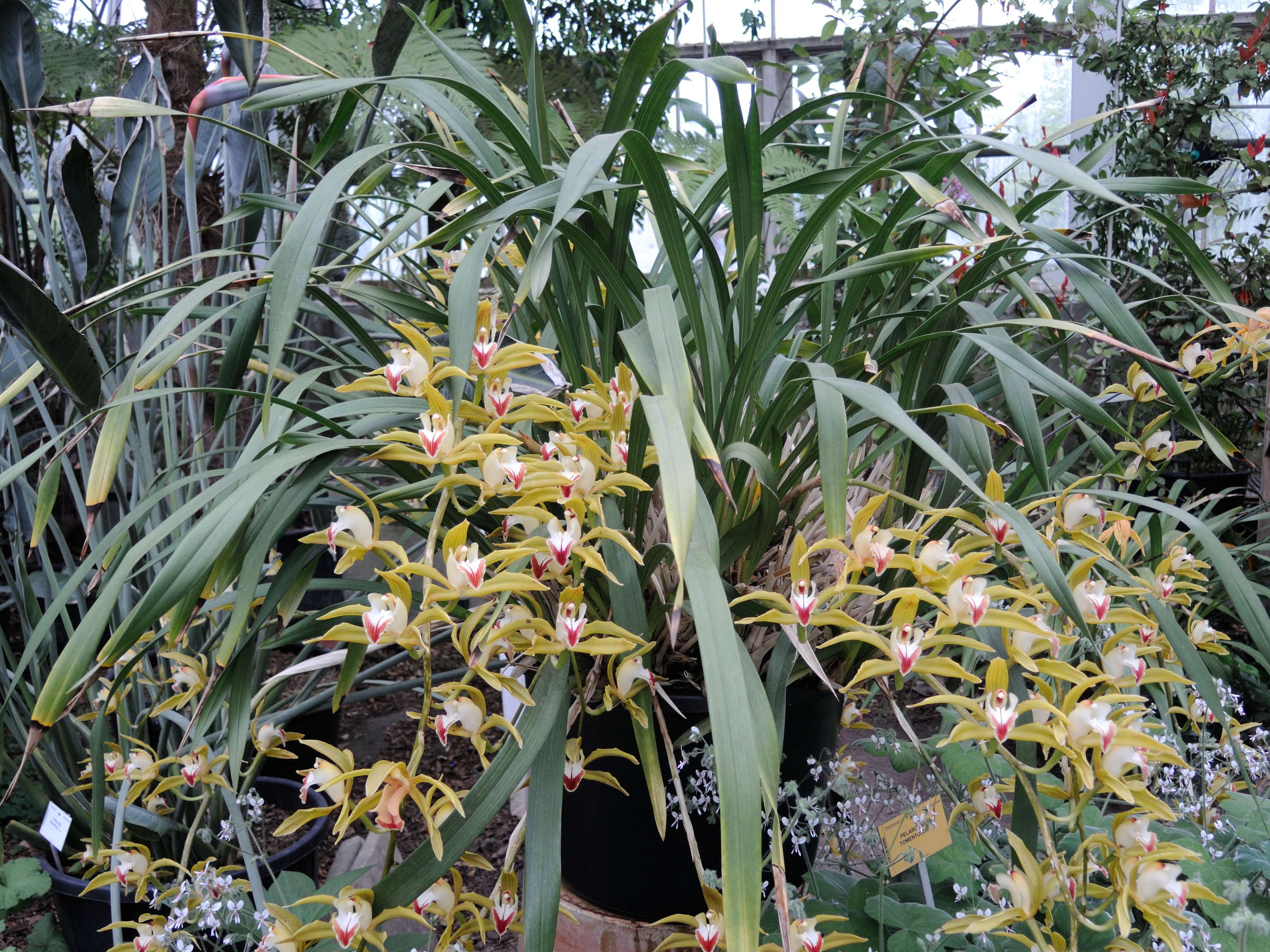 cymbidium_lowianum1md