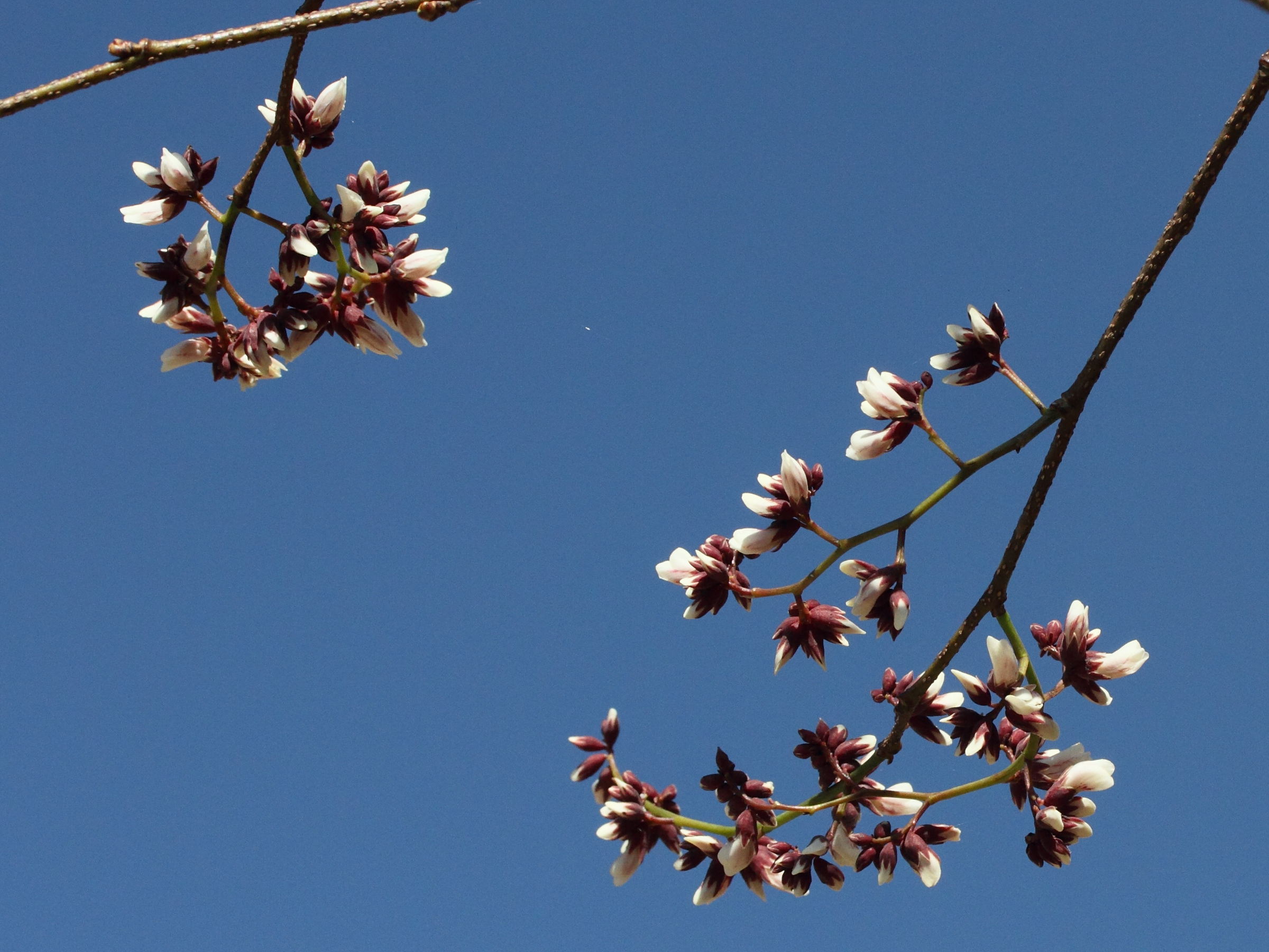 dalbergia_tricolor1md