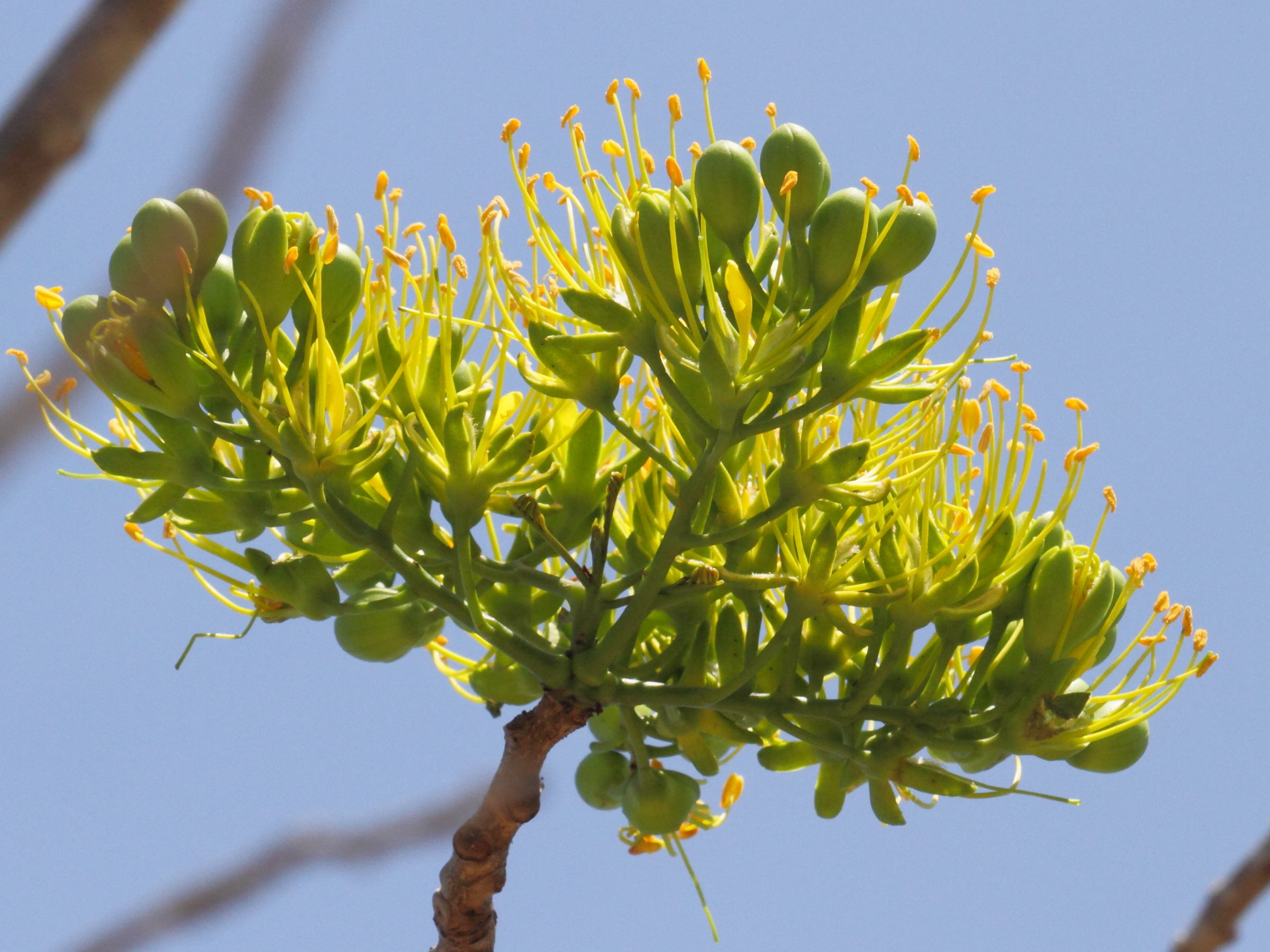 delonix_floribunda2bd