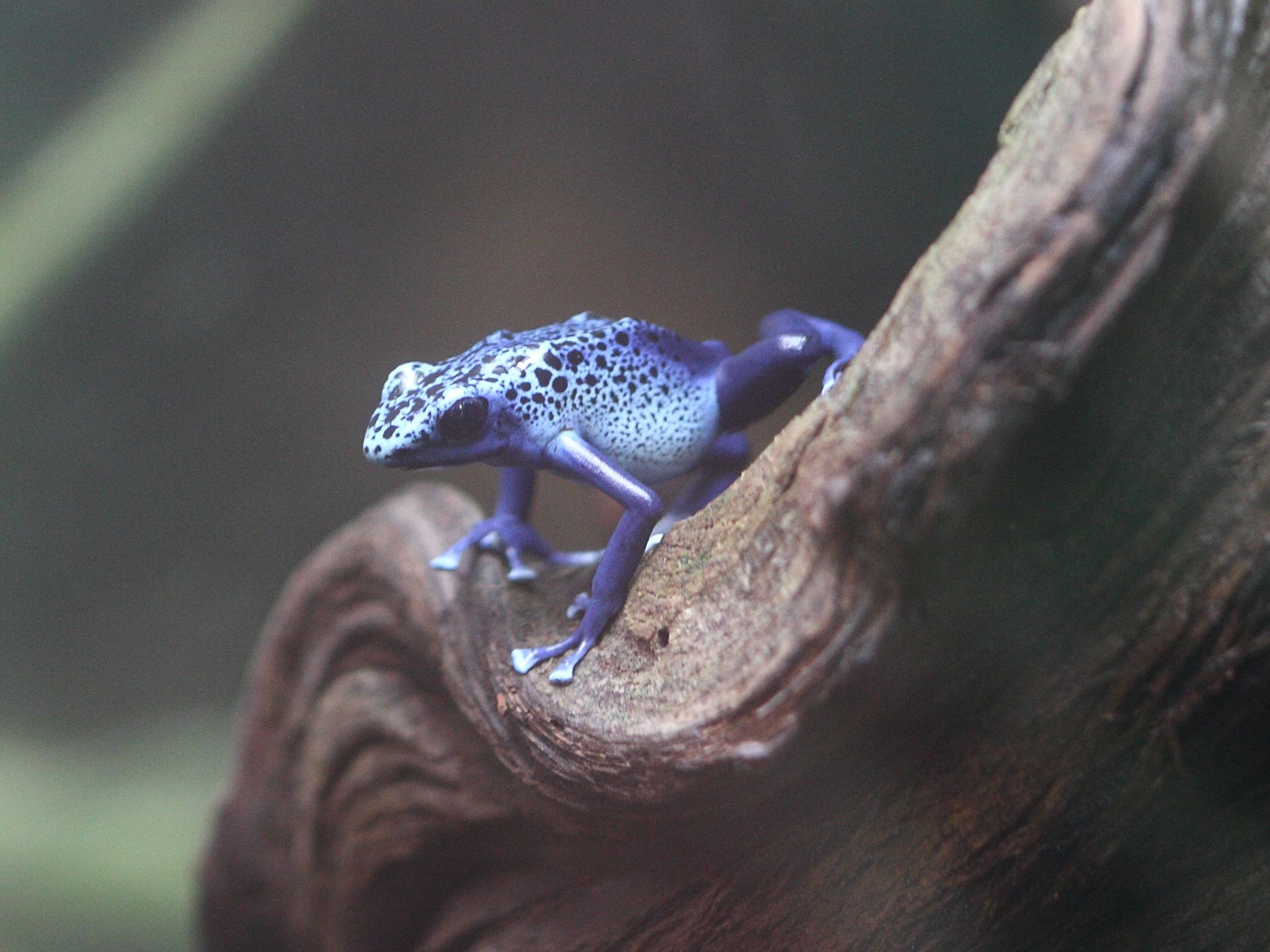 dendrobates_azureus2bd
