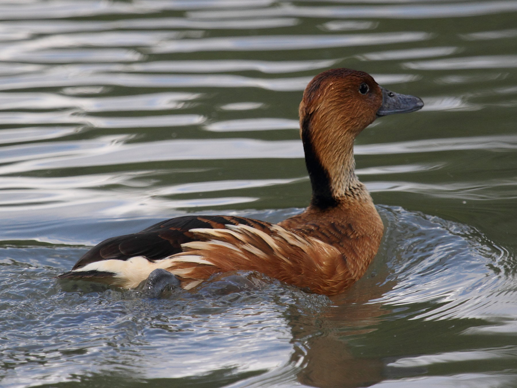 dendrocygne_fauve_-_dendrocygna_bicolor4bd