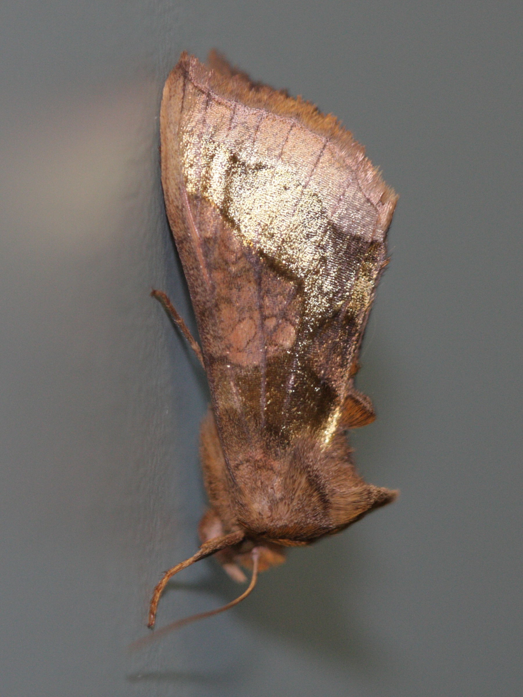 diachrysia_chrysitis6bd