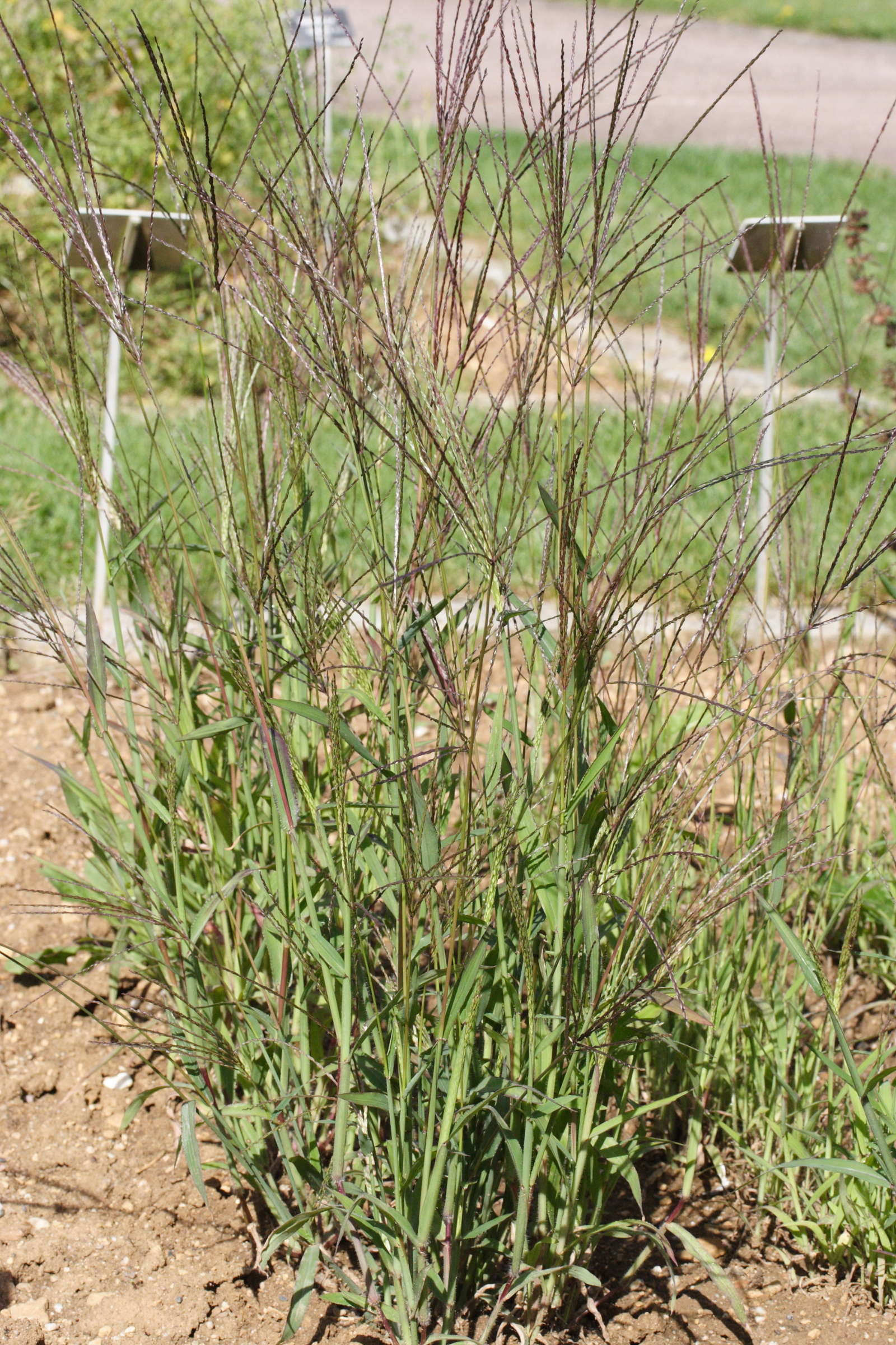 digitaria_sanguinalis1md