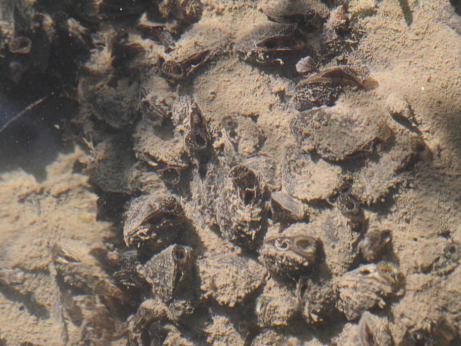 dreissena_polymorpha3md