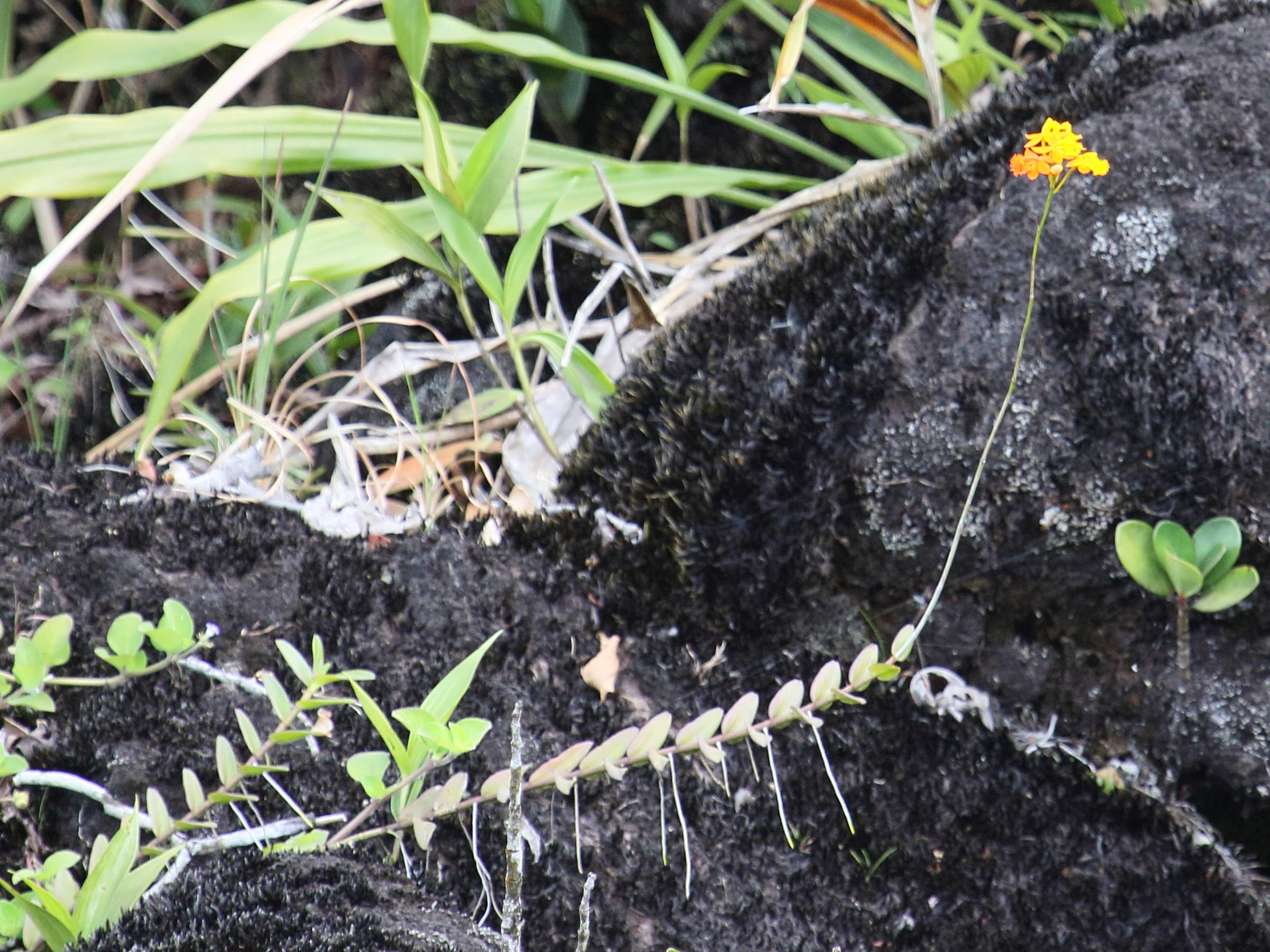 epidendrum_radicans3bd