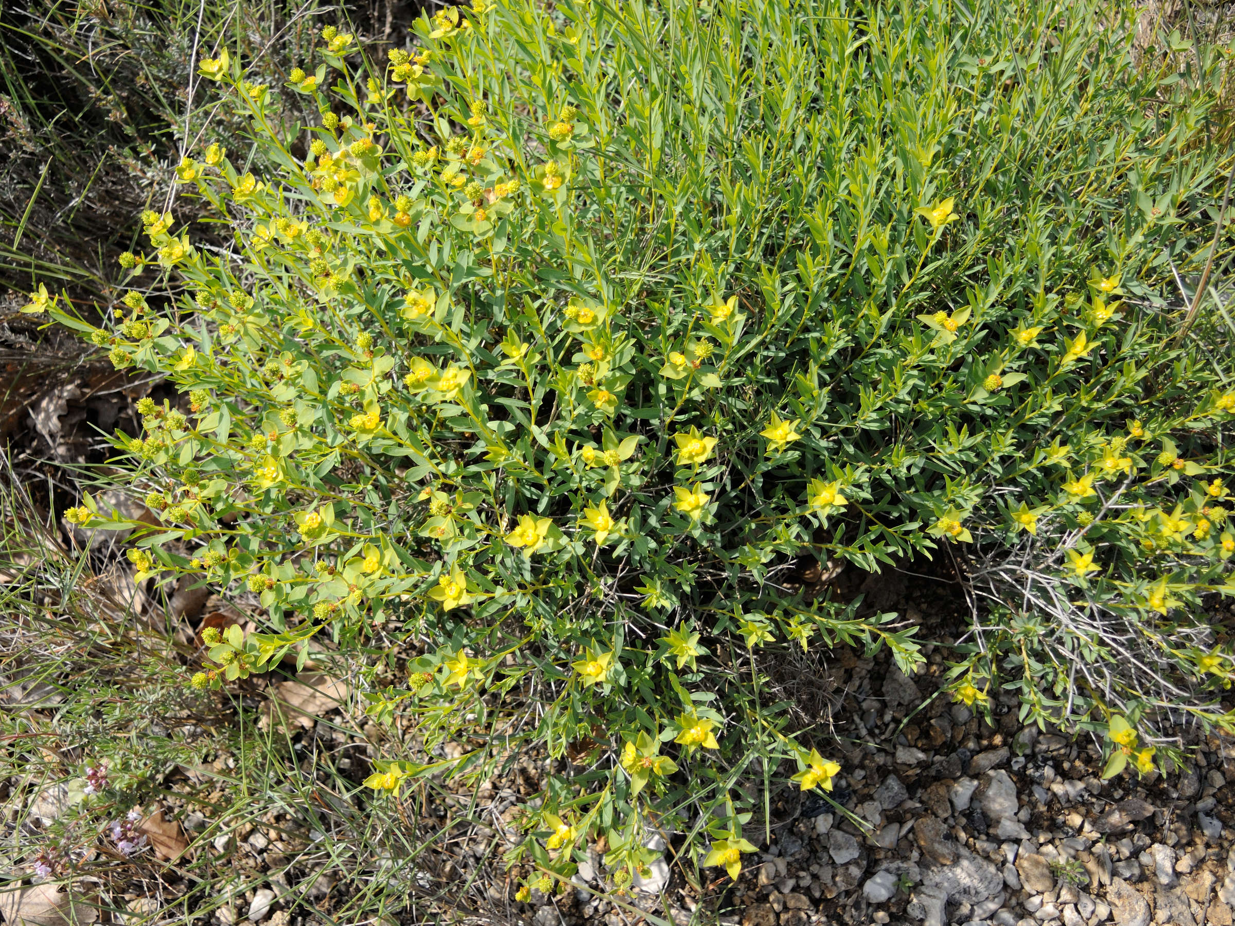 Afficher le média euphorbia_flavicoma4md euphorbia_flavicoma4md