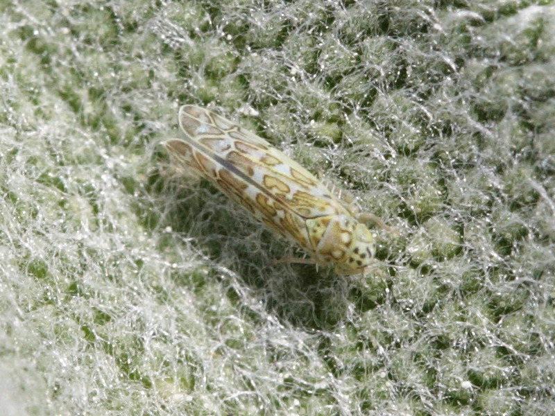 eupteryx_decemnotata1md