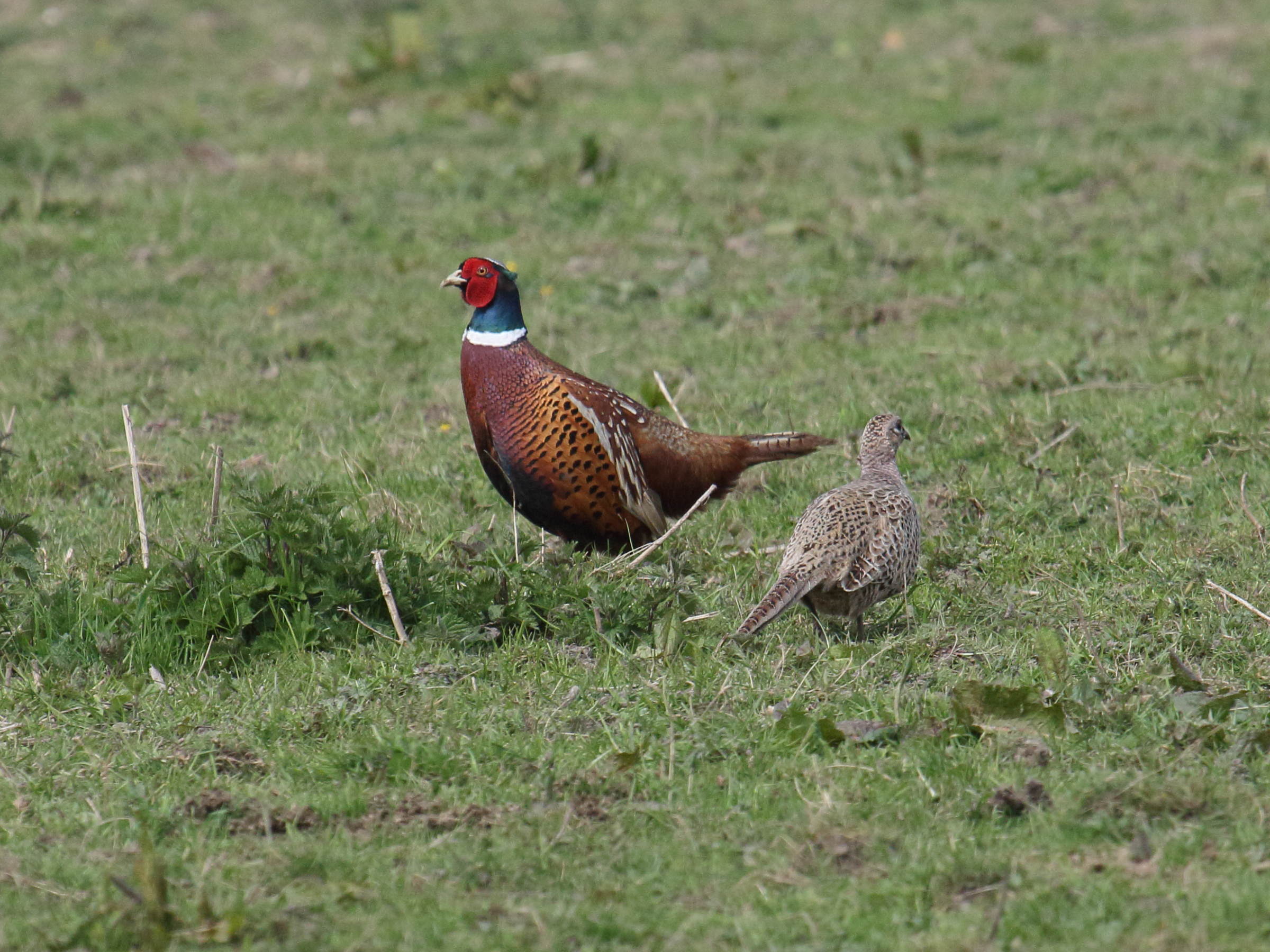 faisan_de_colchide_-_phasianus_colchicus9bd