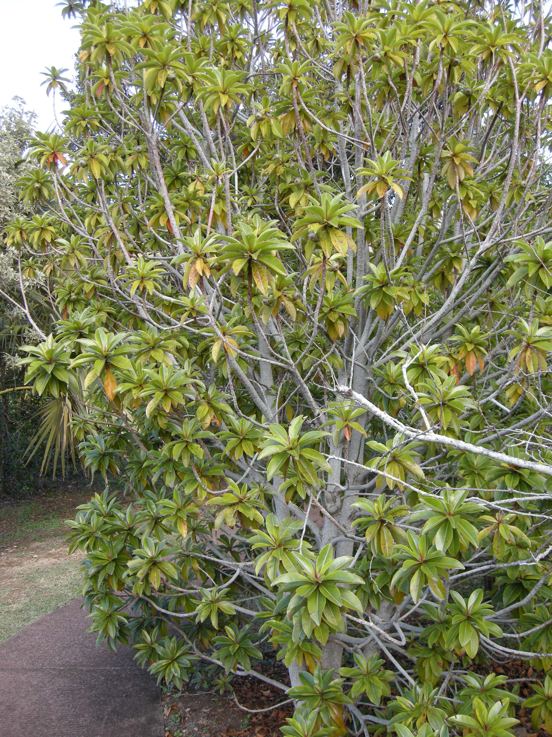 foetidia_mauritiana1md