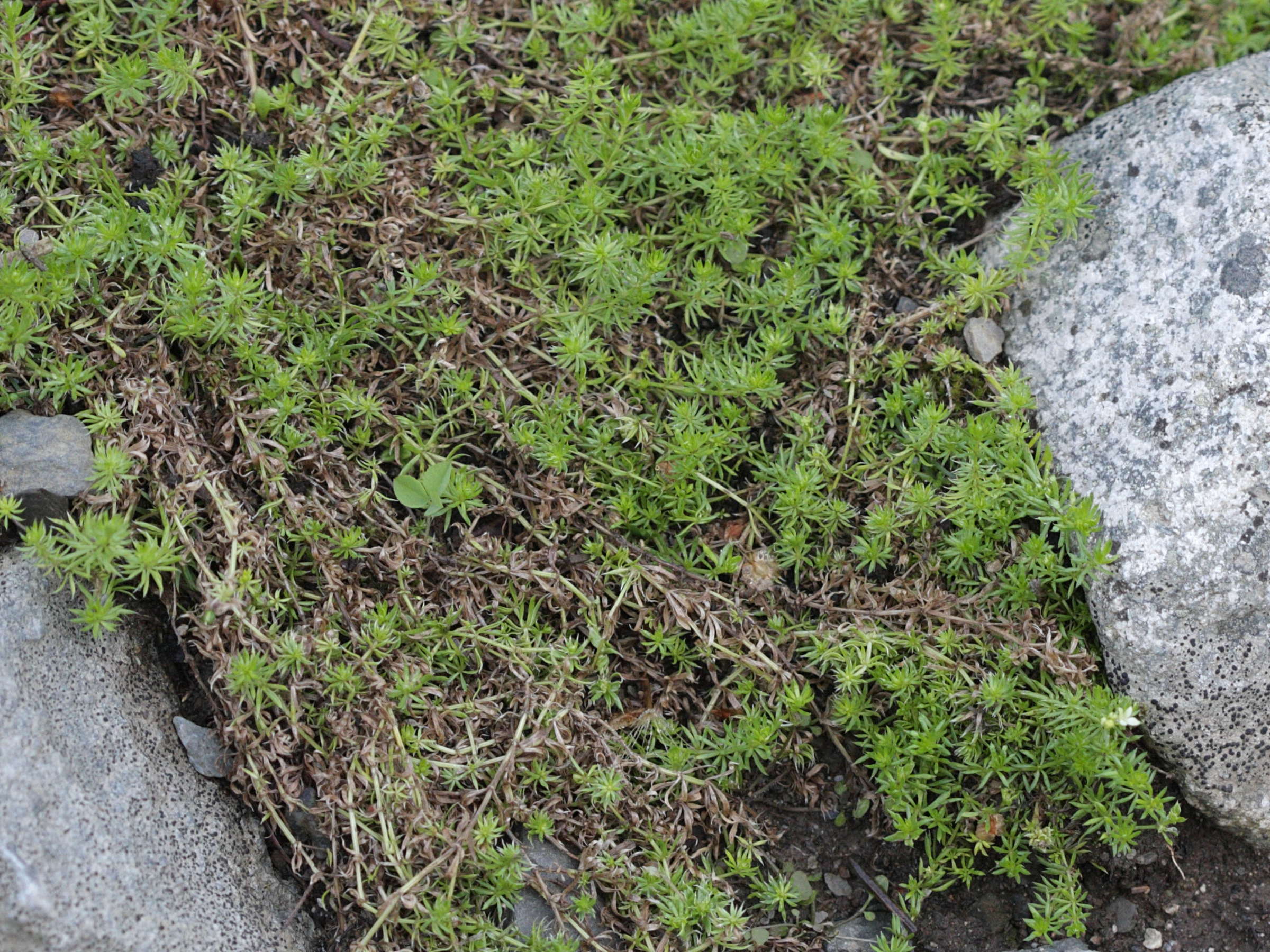 galium_cespitosum1bd