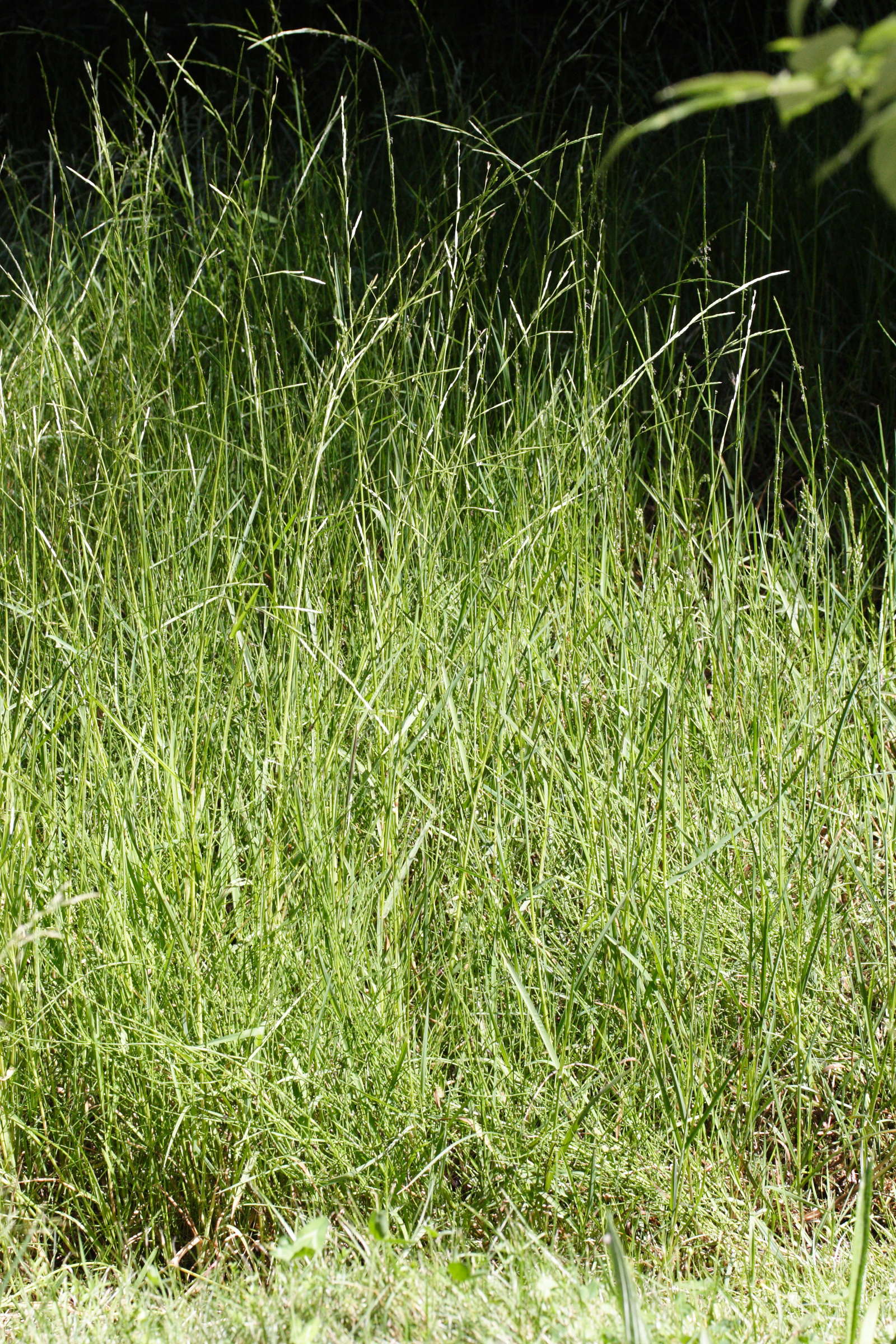 glyceria_fluitans1md