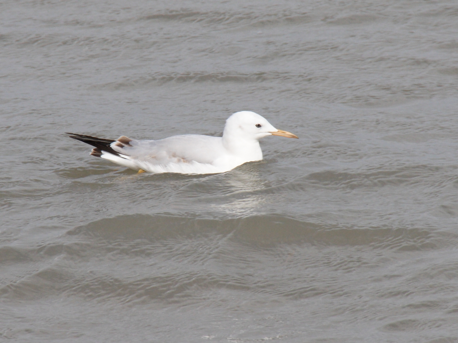 Afficher le média goeland_railleur_-_chroicocephalus_genei2bd goeland_railleur_-_chroicocephalus_genei2bd