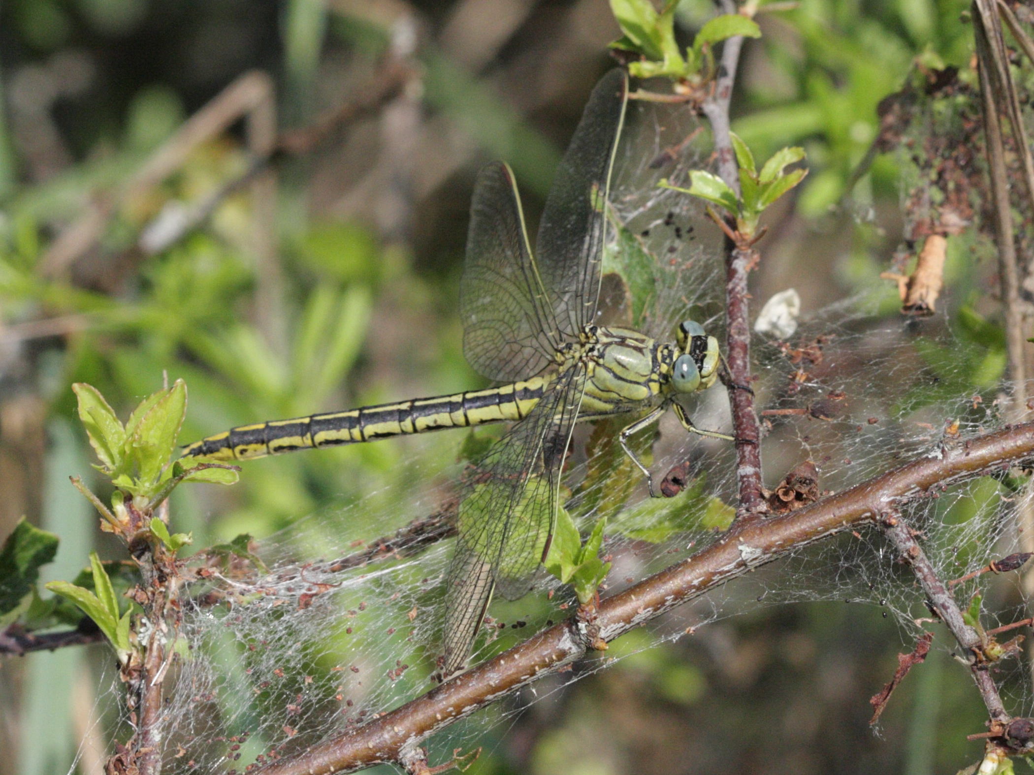 gomphus_pulchellus4bd