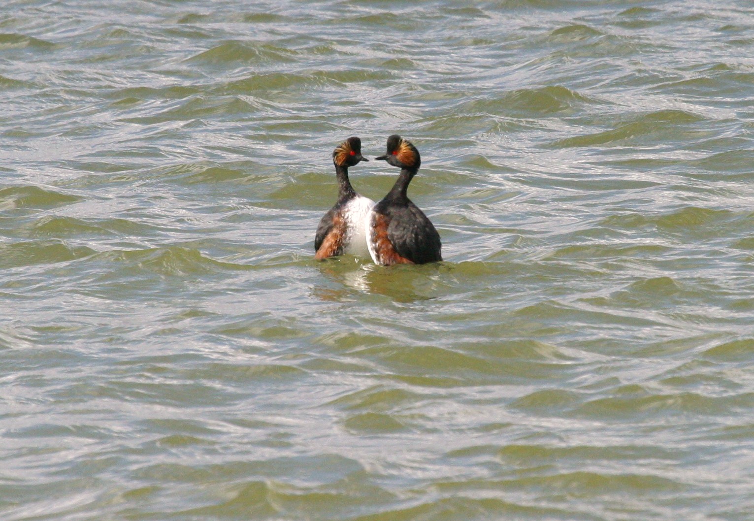 grebe_a_cou_noir_-_podiceps_nigricollis3abd