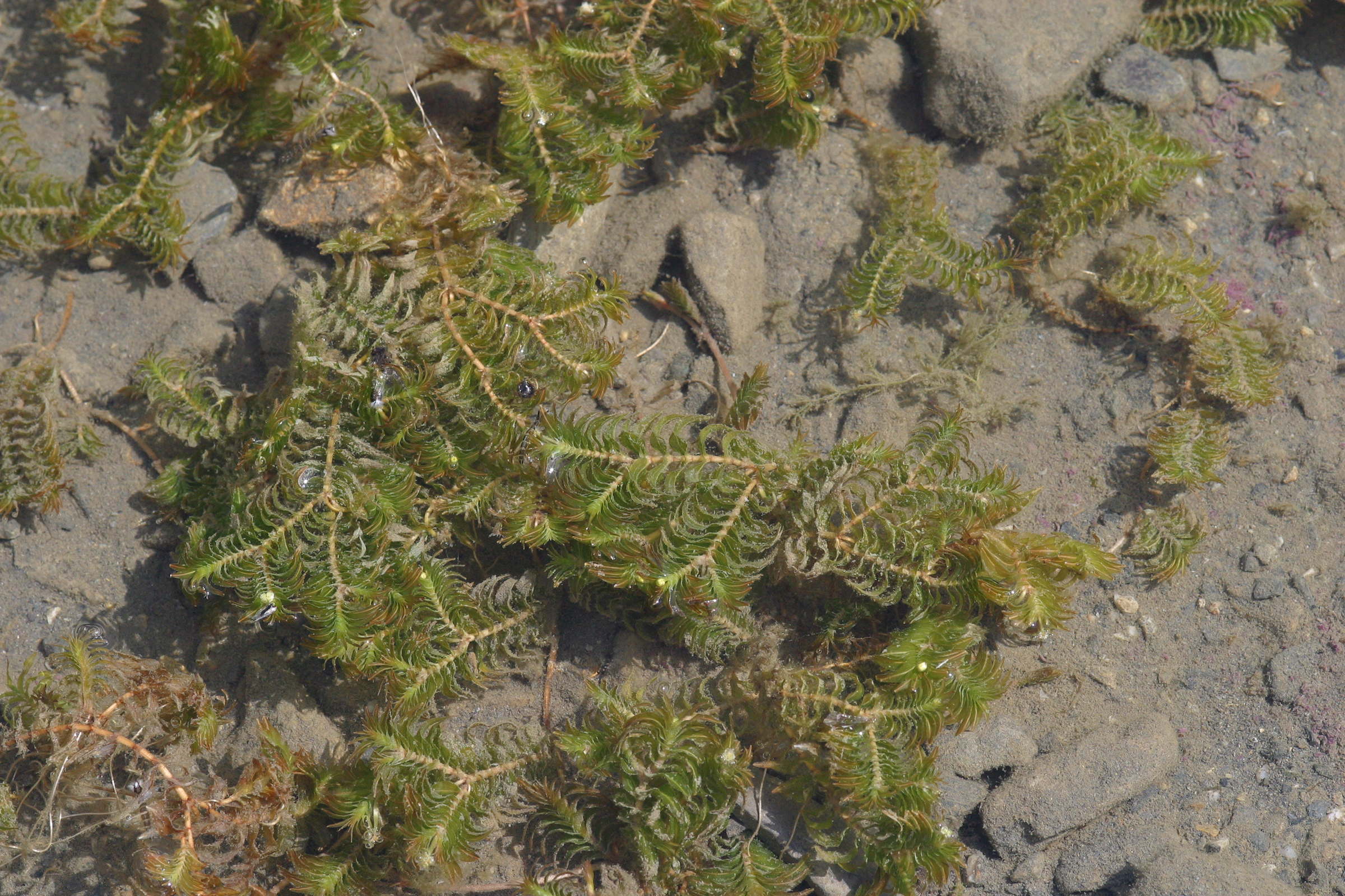 groenlandia_densa1md