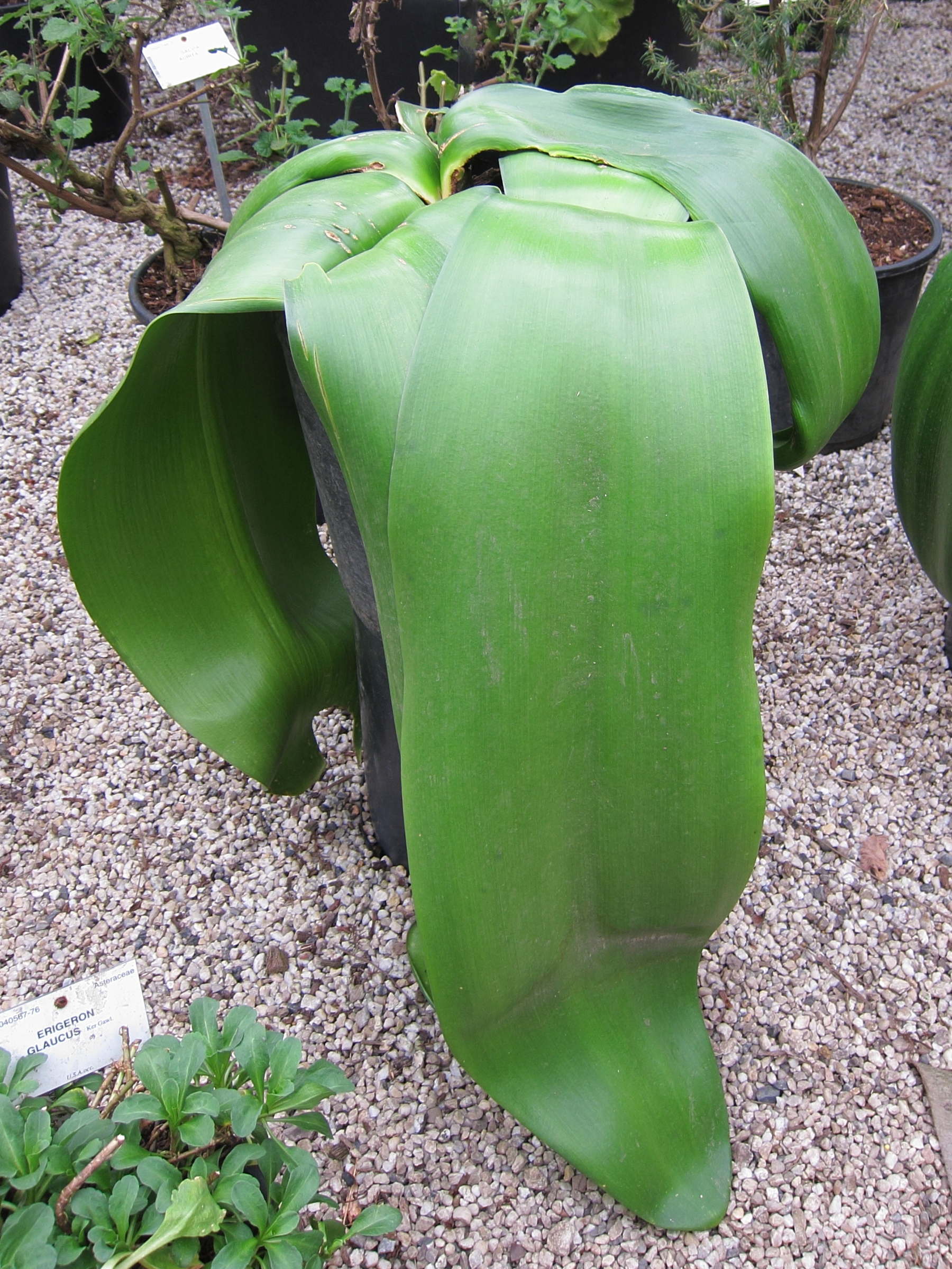 haemanthus_coccineus1bd