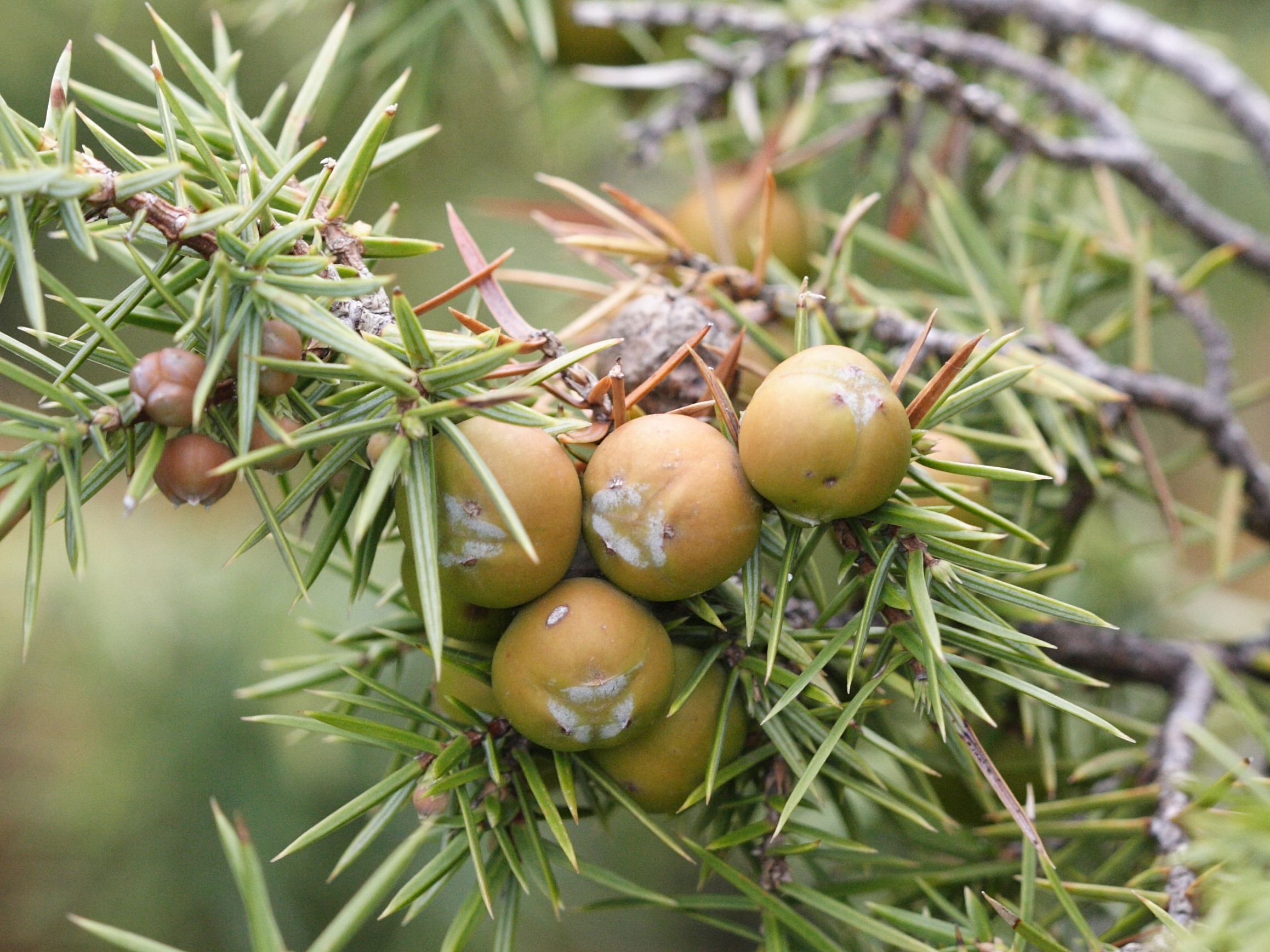 Afficher le média Juniperus_oxycedrus Juniperus_oxycedrus