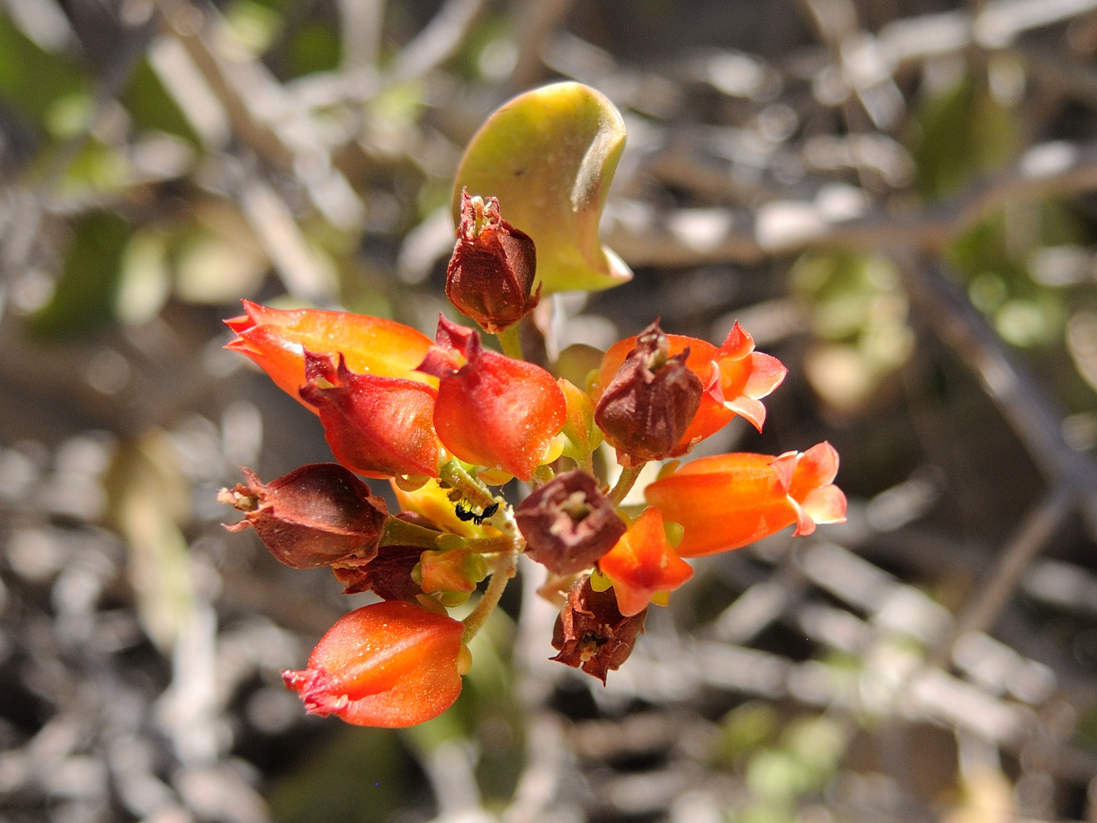 kalanchoe_bracteata1md