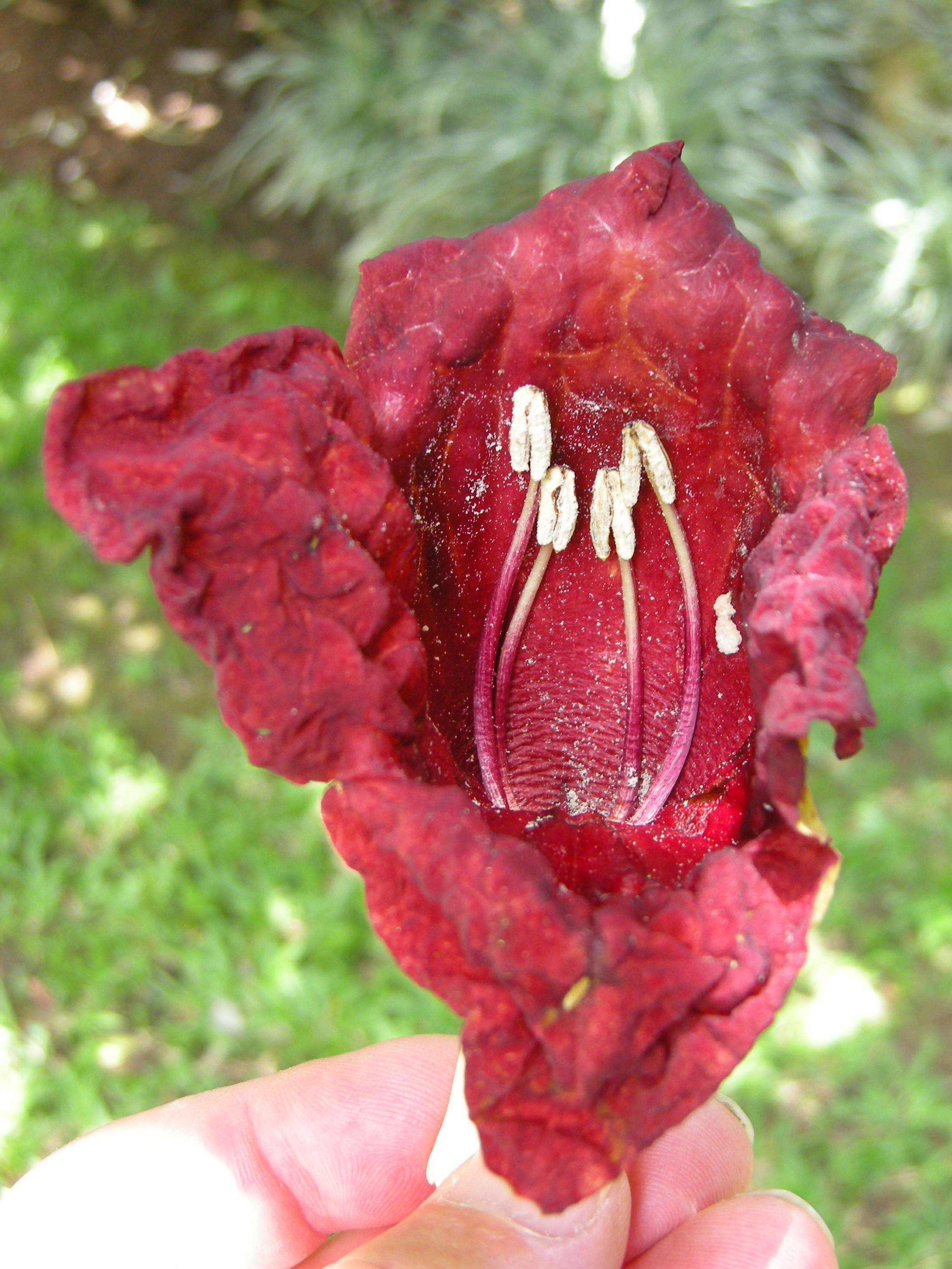 Afficher le média kigelia_africana3md kigelia_africana3md