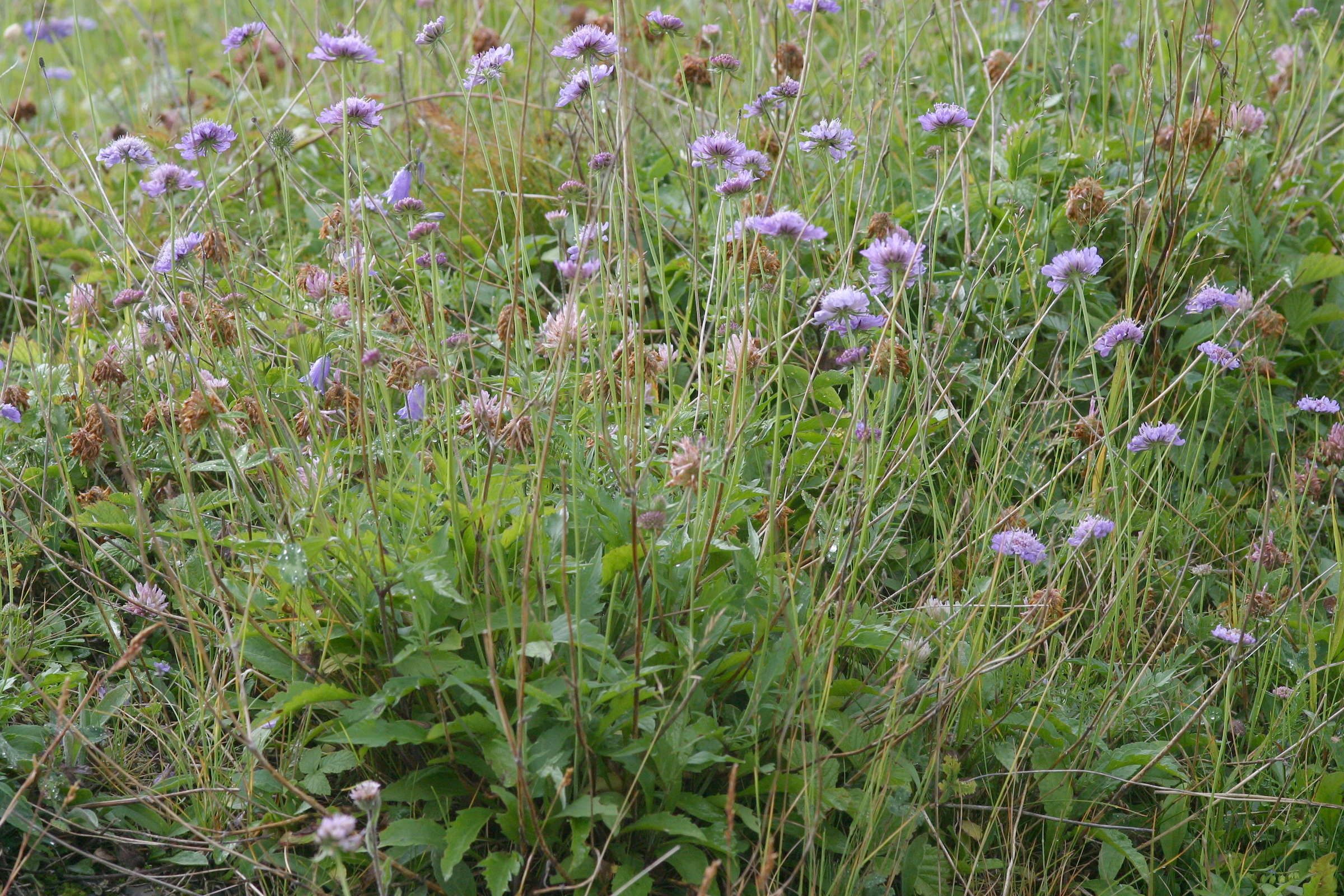 Afficher le média Knautia_dipsacifolia Knautia_dipsacifolia