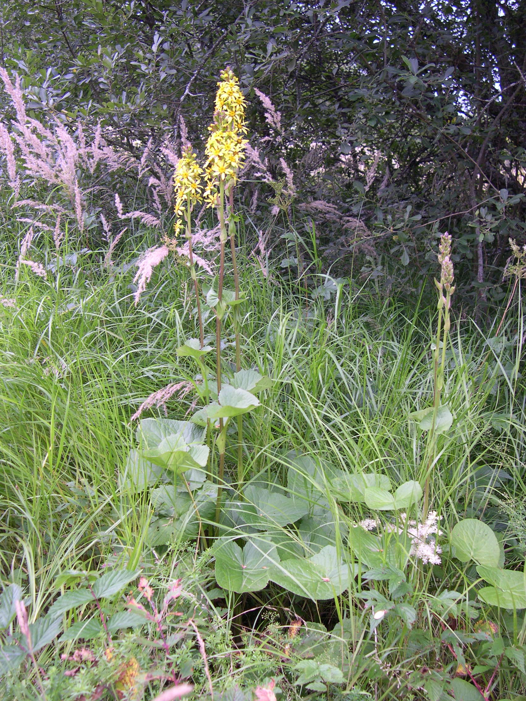 ligularia_sibirica2md