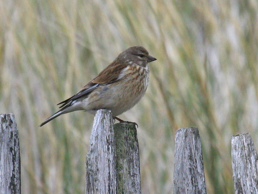 linotte_melodieuse_-_carduelis_cannabina6bbd