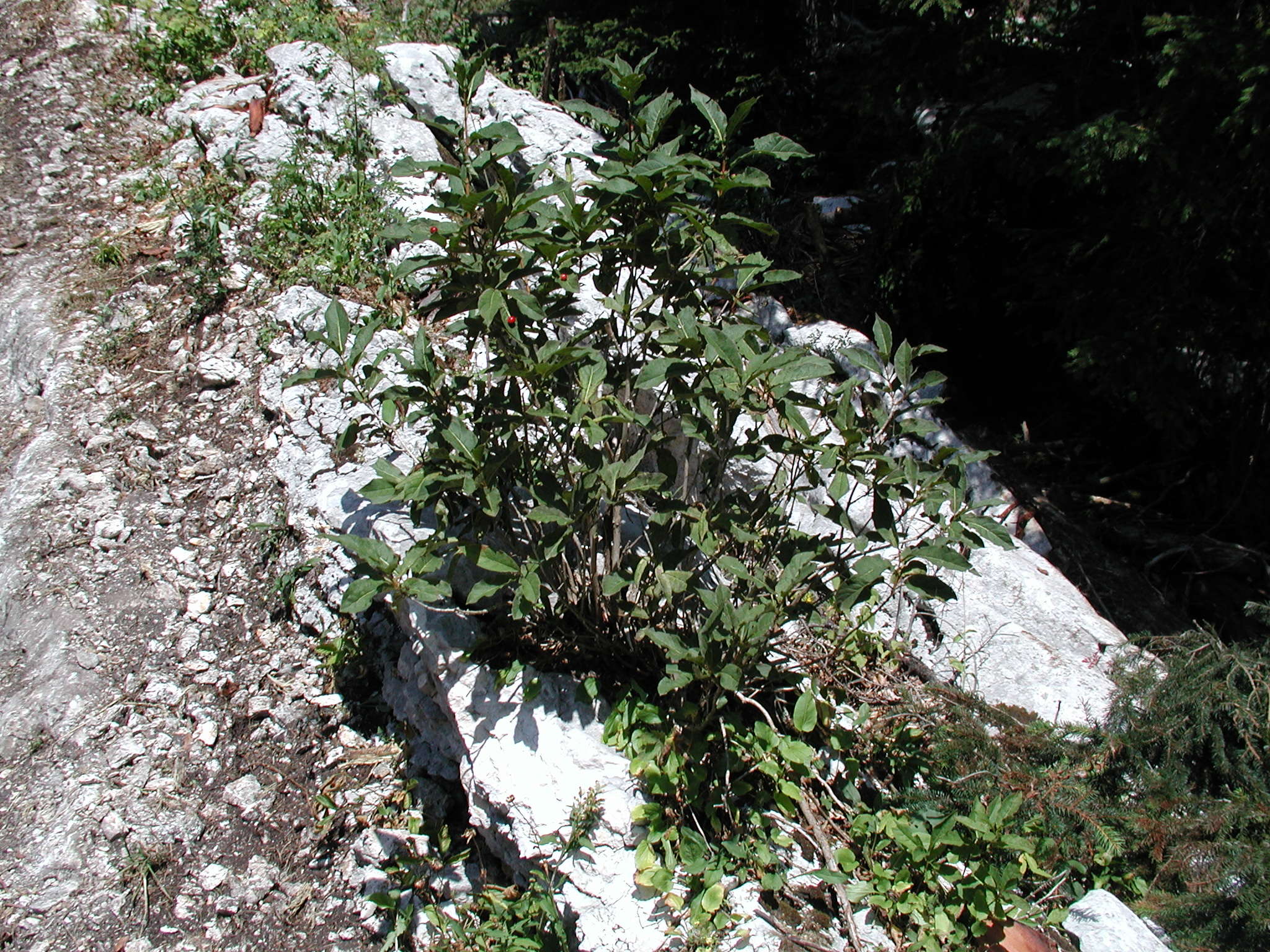 lonicera_alpigena1md