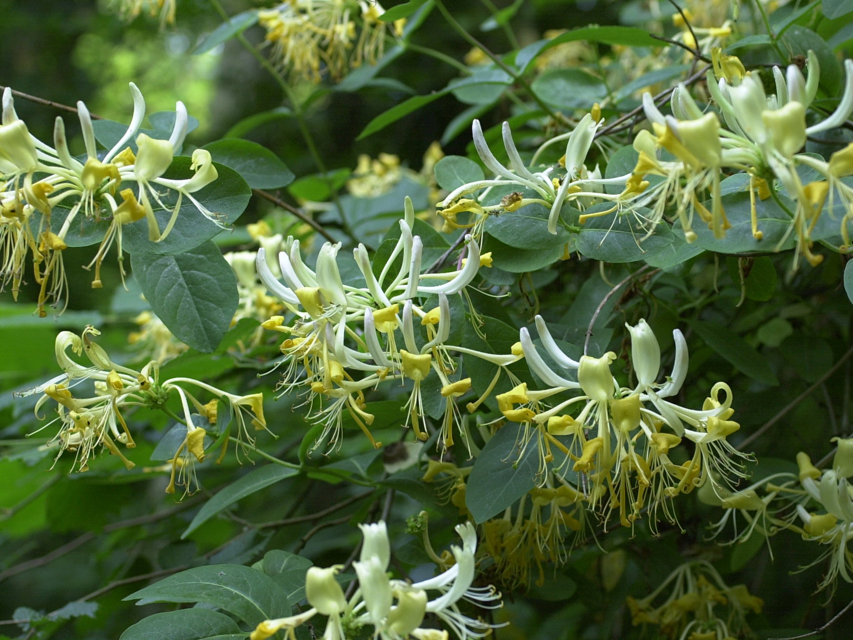 lonicera_periclymenum1md