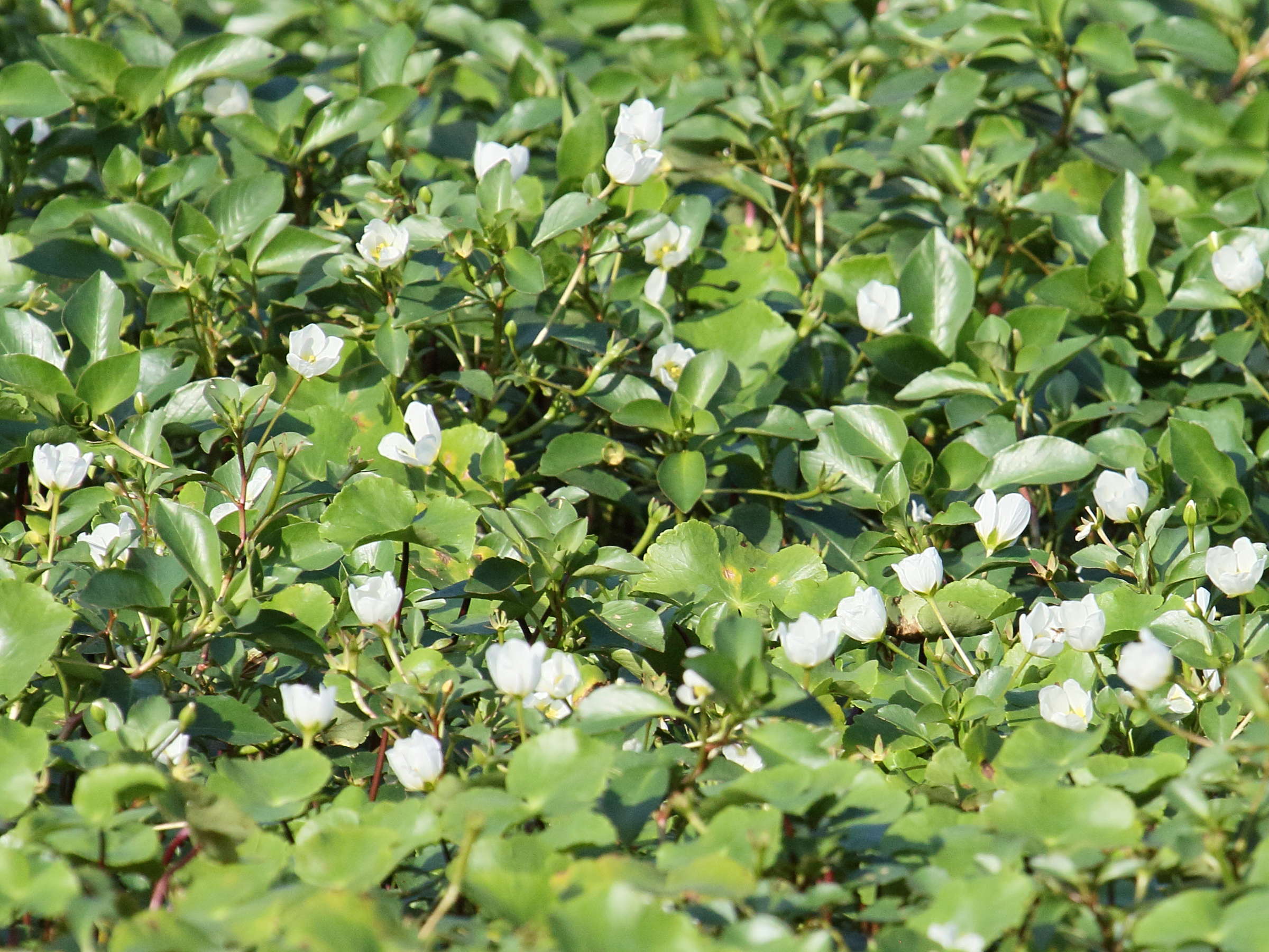 ludwigia_helminthorrhiza4bd