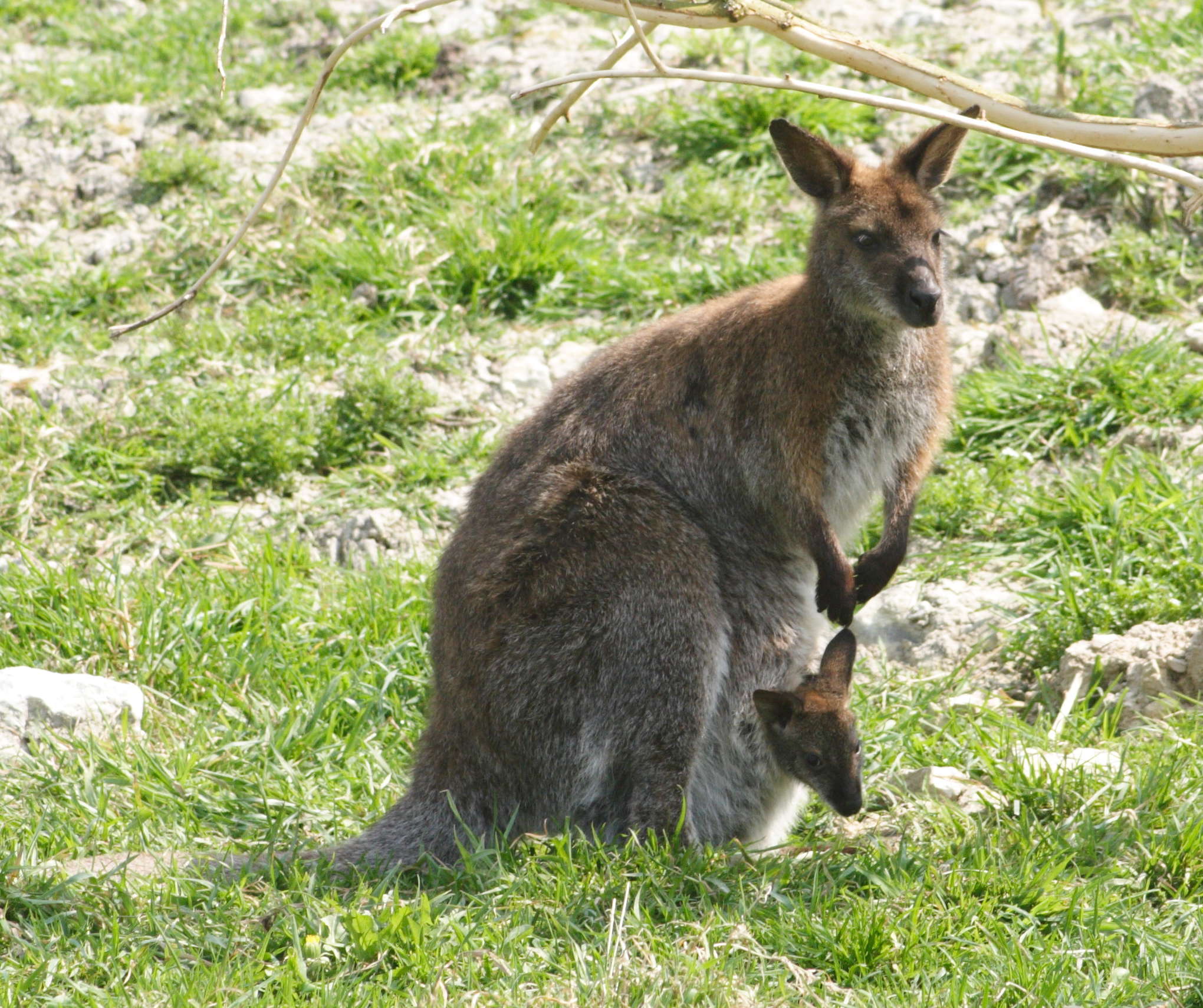 macropus_rufogriseus3md