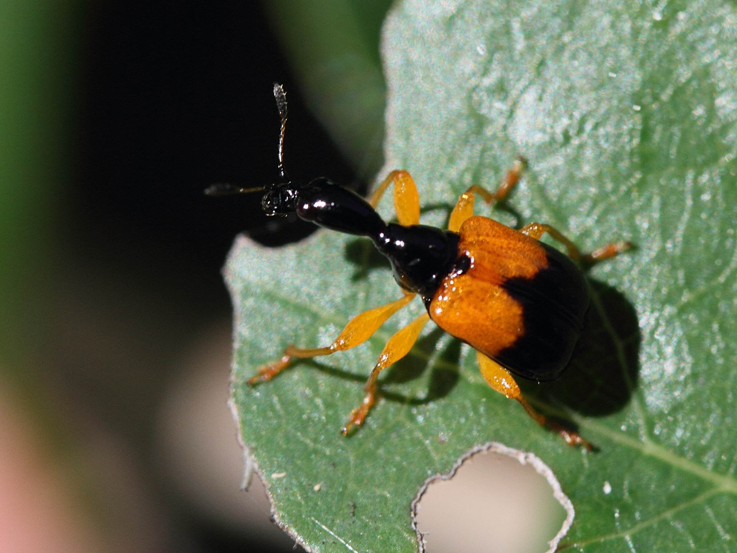 Afficher le média madagasocycnelus_humeralis2md madagasocycnelus_humeralis2md