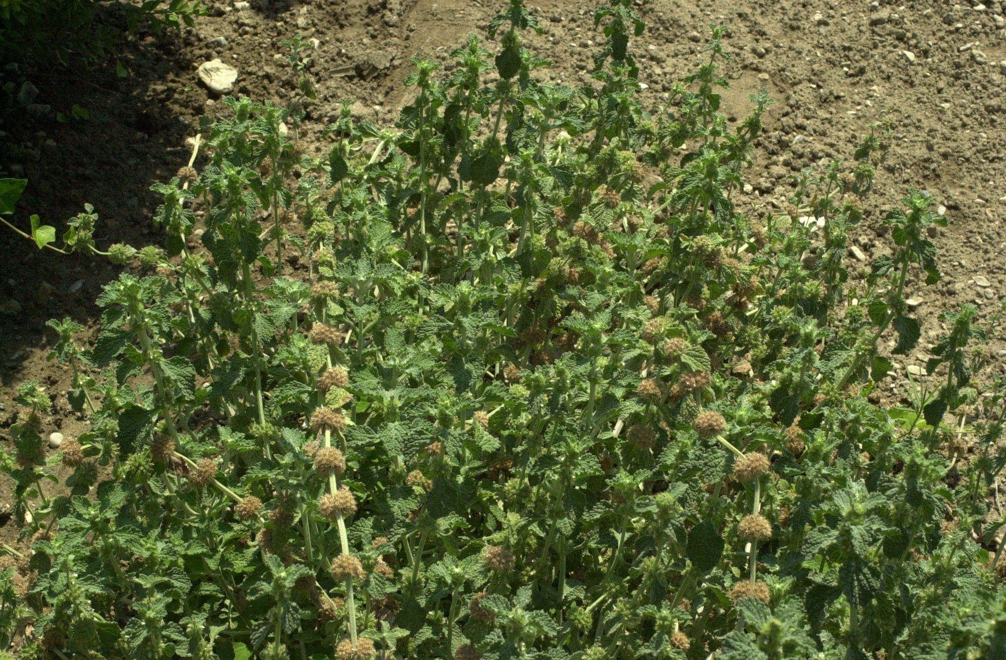 marrubium_vulgare1amd