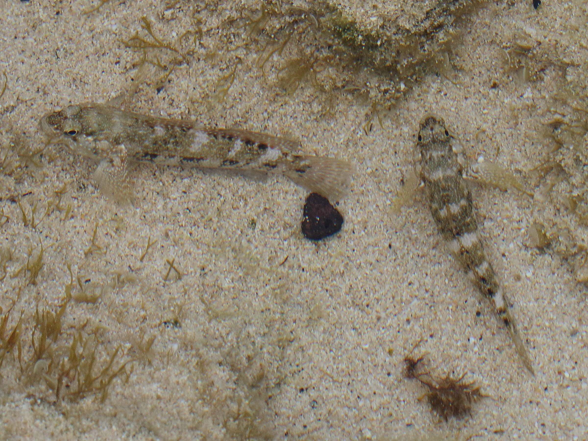 mauligobius_maderensis1bd