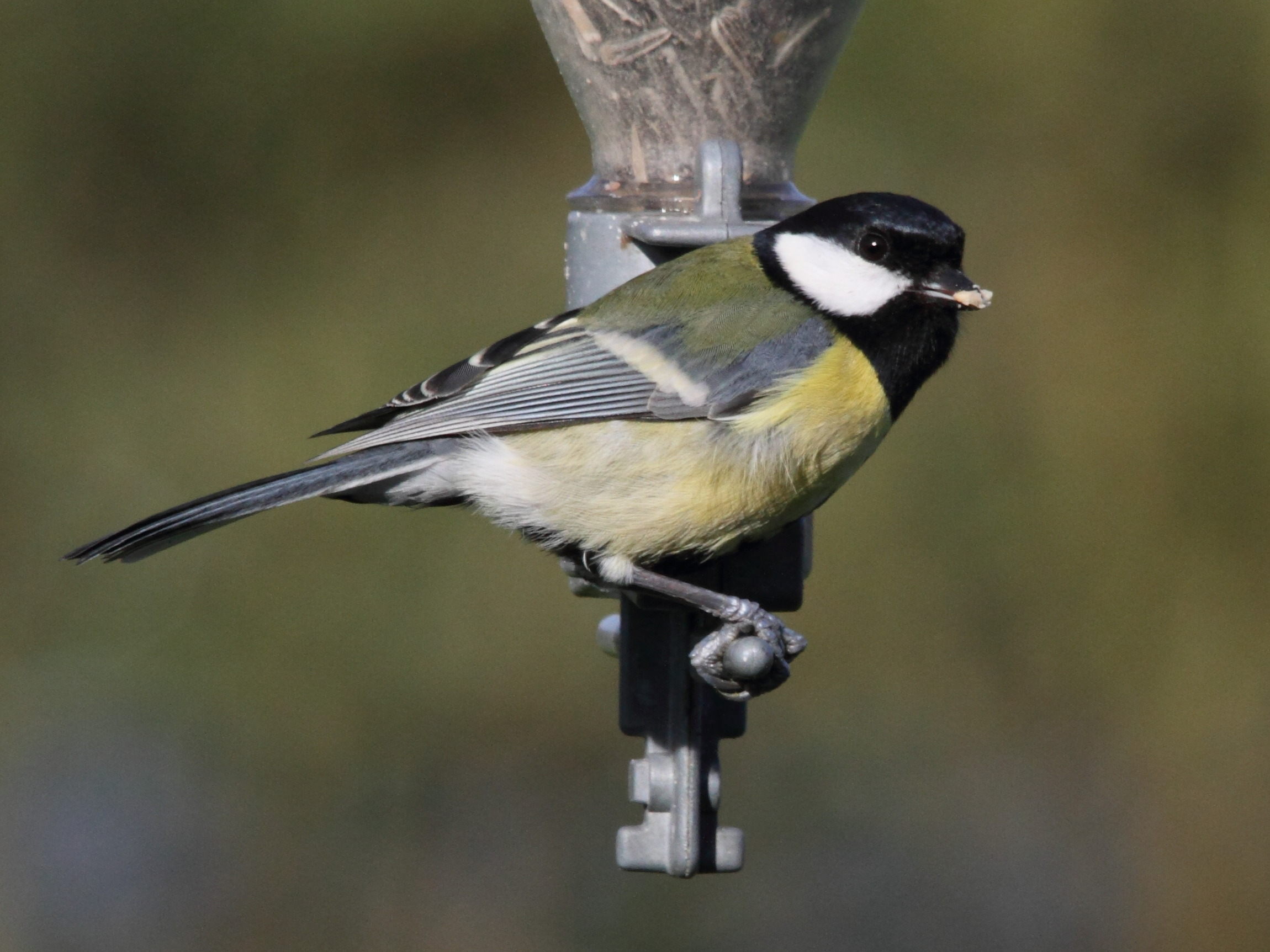 mesange_charbonniere_-_parus_major6md