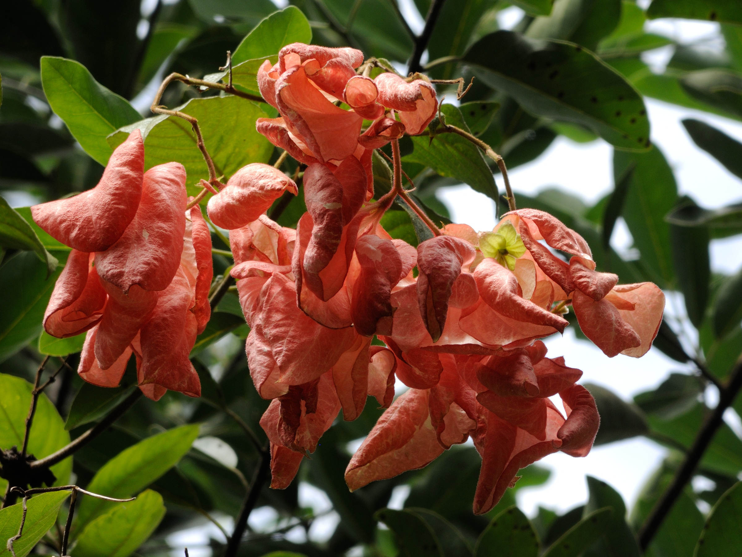 mussaenda_erythrophylla2md