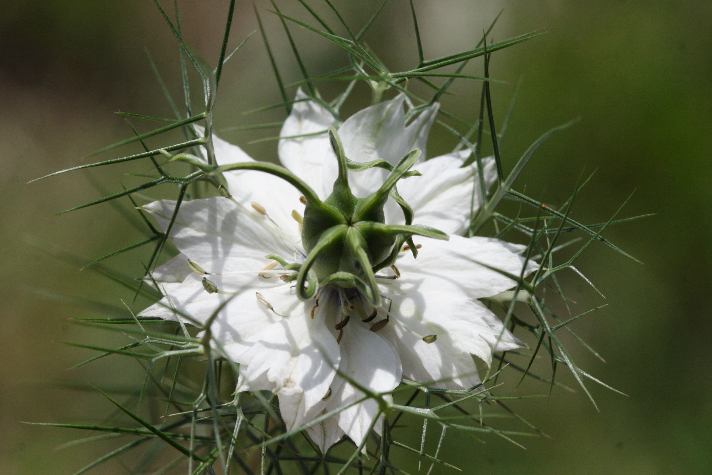 nigella_damascena8md