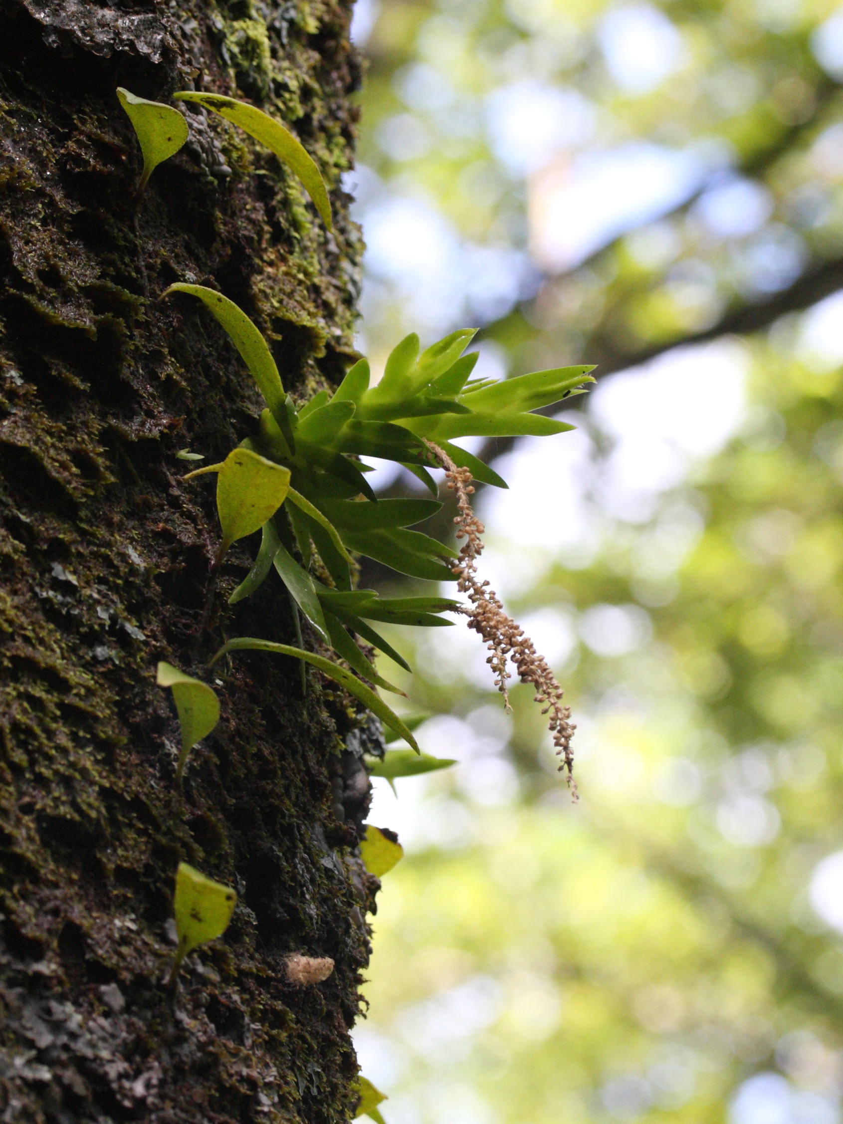 oberonia_disticha2md