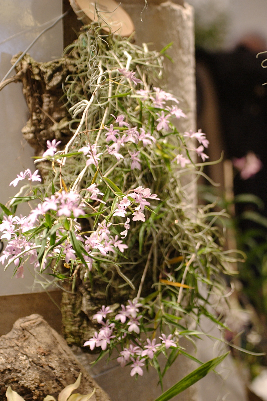 oerstedella_centradenia1bd